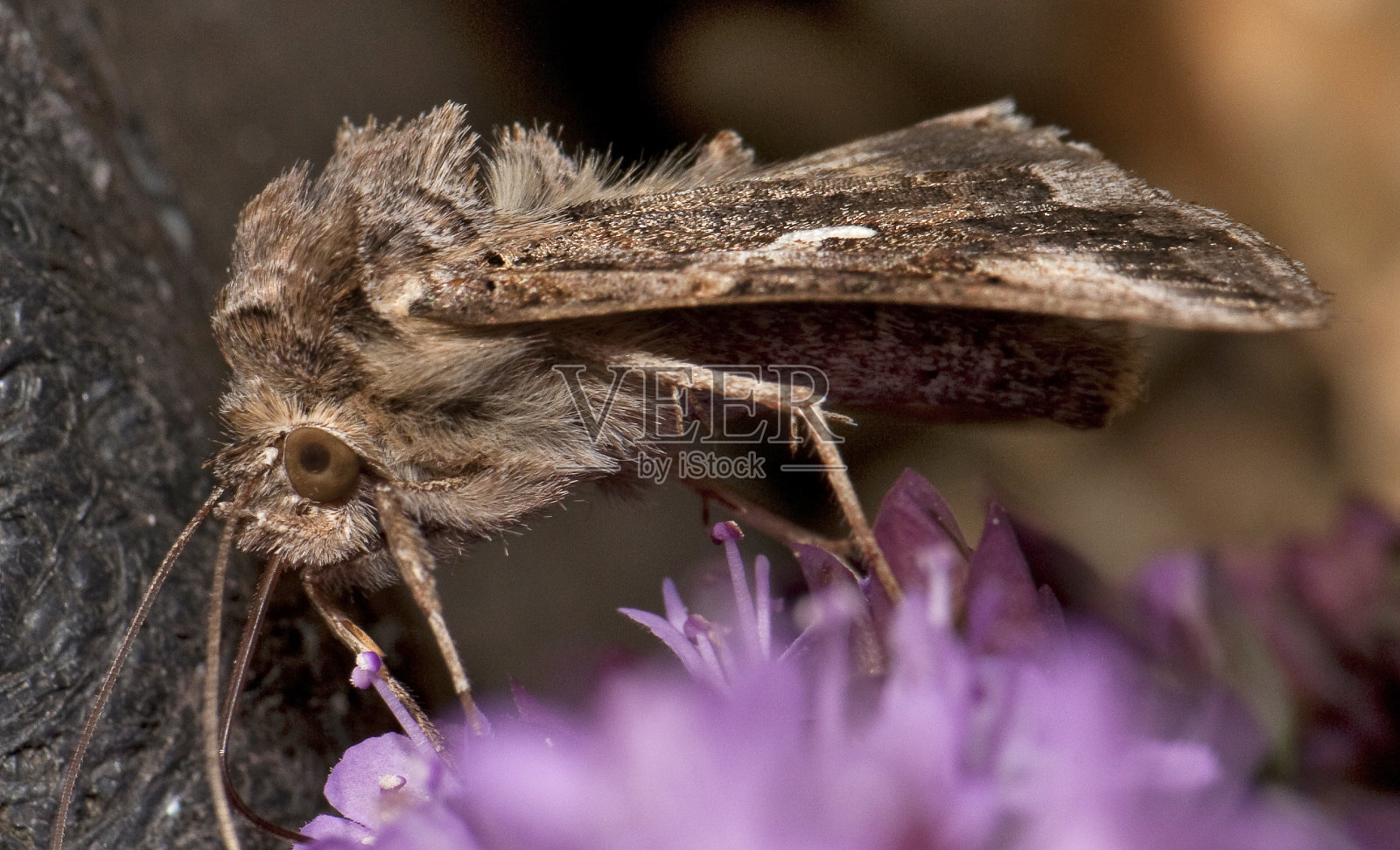 月牙蛾，Celaena Leucostigma。照片摄影图片