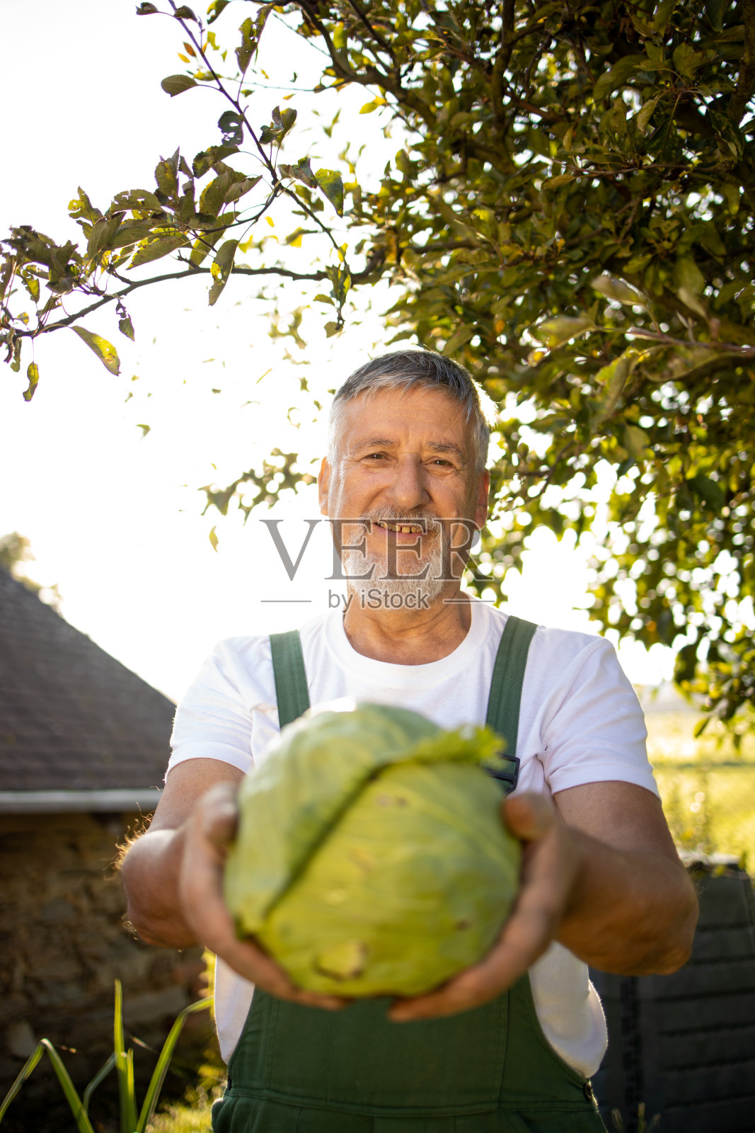 高级园丁在他的永久栽培花园园艺-收获卷心菜照片摄影图片
