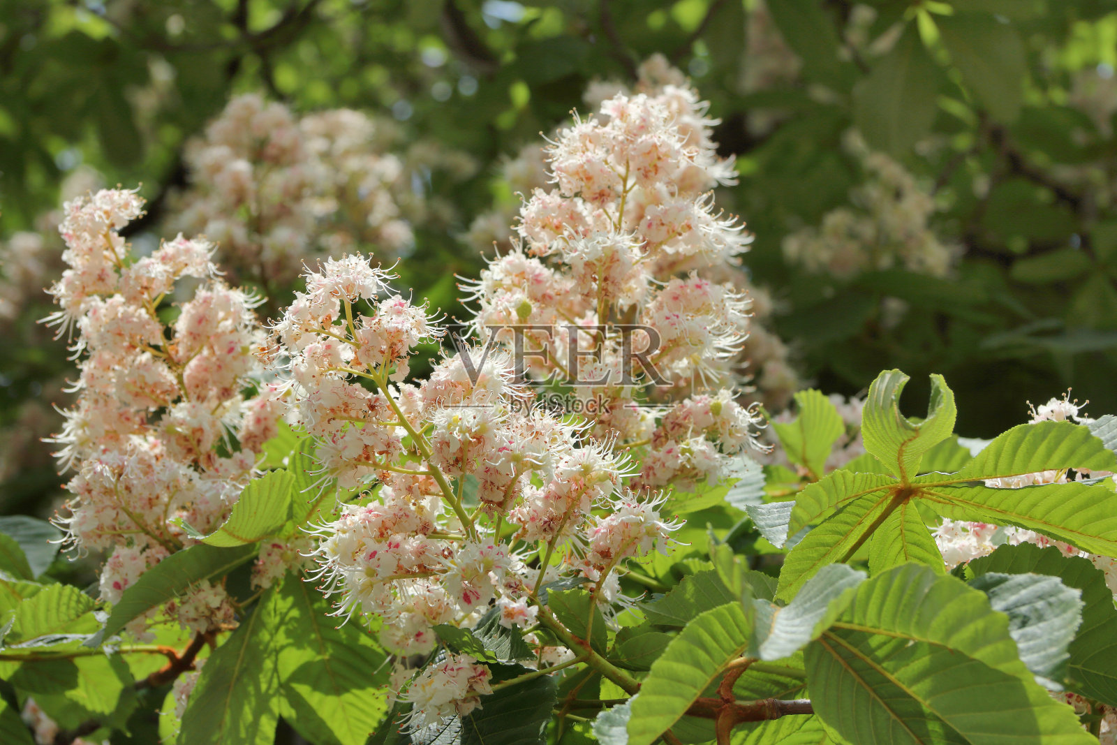 奢侈的魔法树照片摄影图片