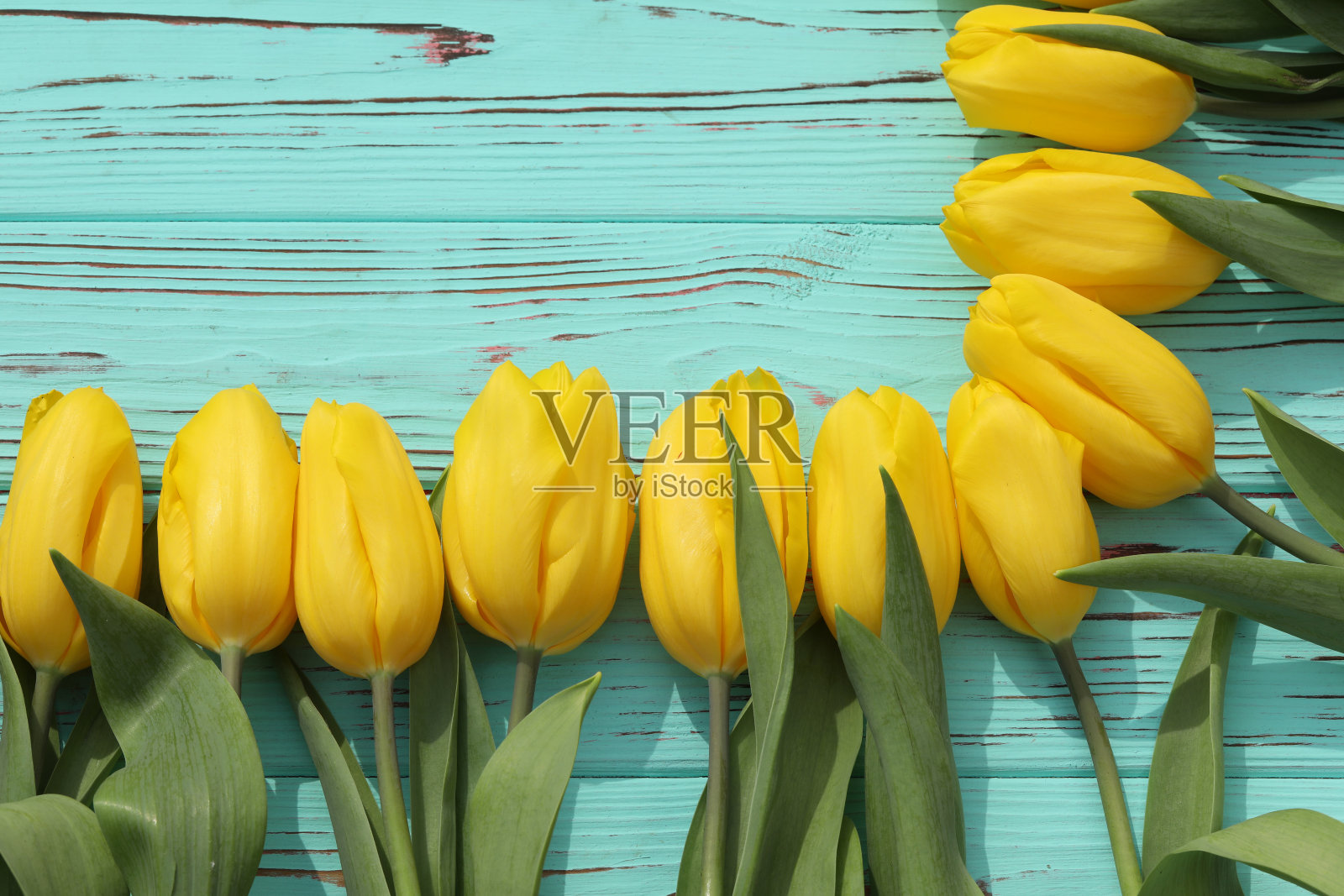 黄色郁金香的图案照片摄影图片