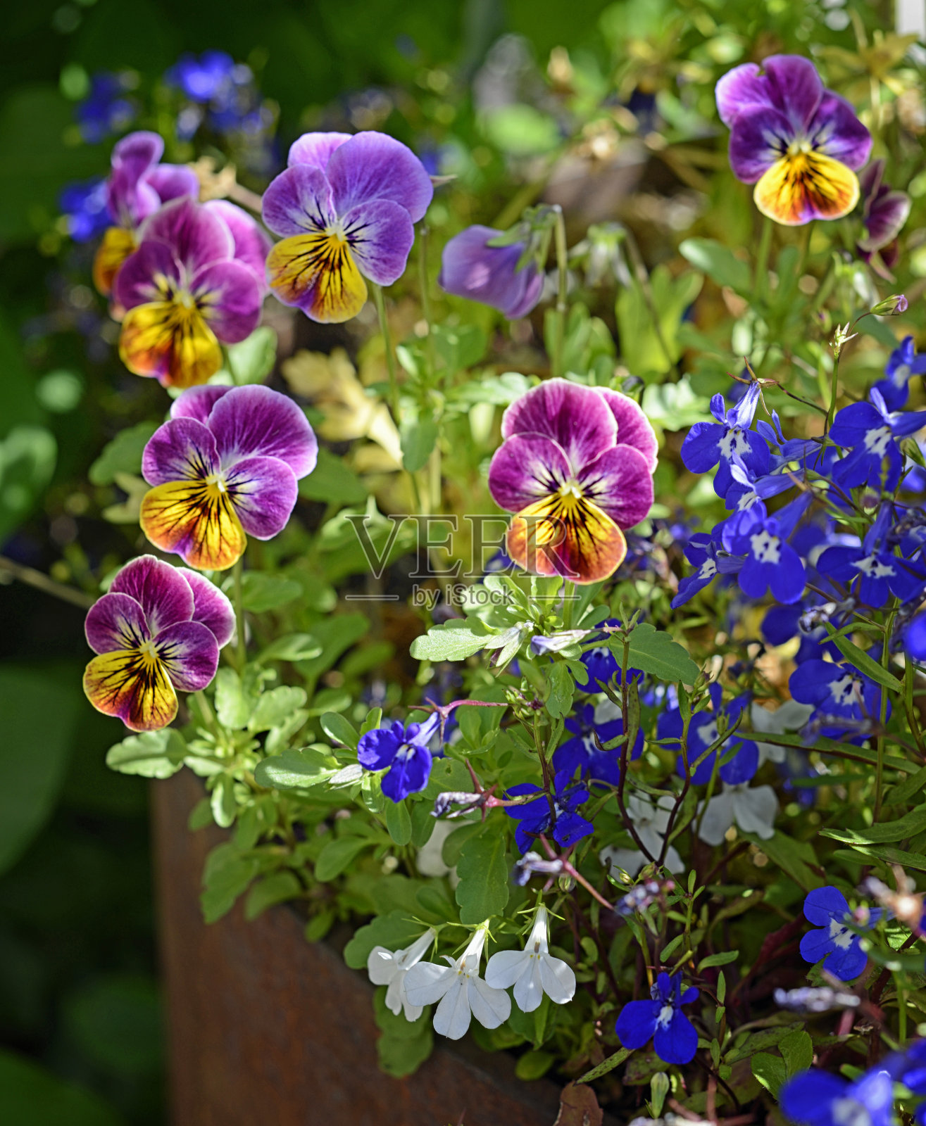 花在盆里开花照片摄影图片