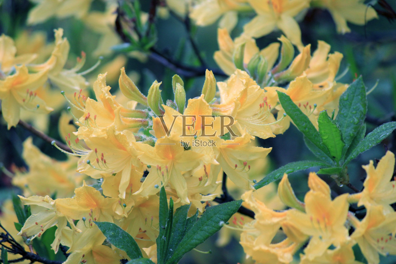 长青-杜鹃花，在花期生长。照片摄影图片