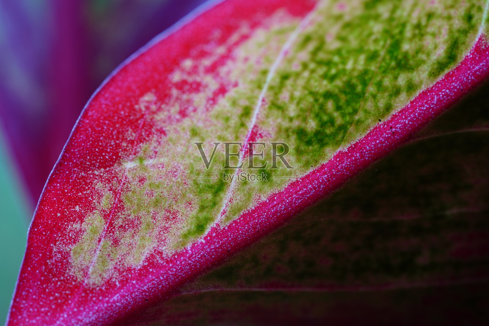 Aglaonema时间。照片摄影图片