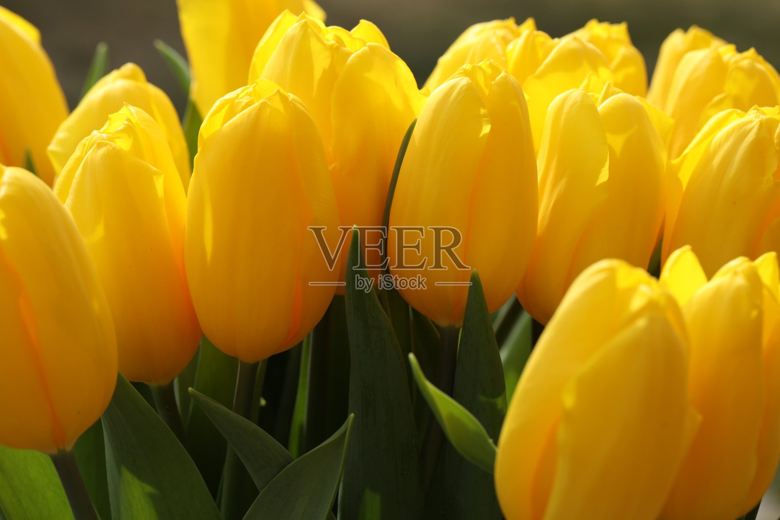 黄色郁金香的图案照片摄影图片