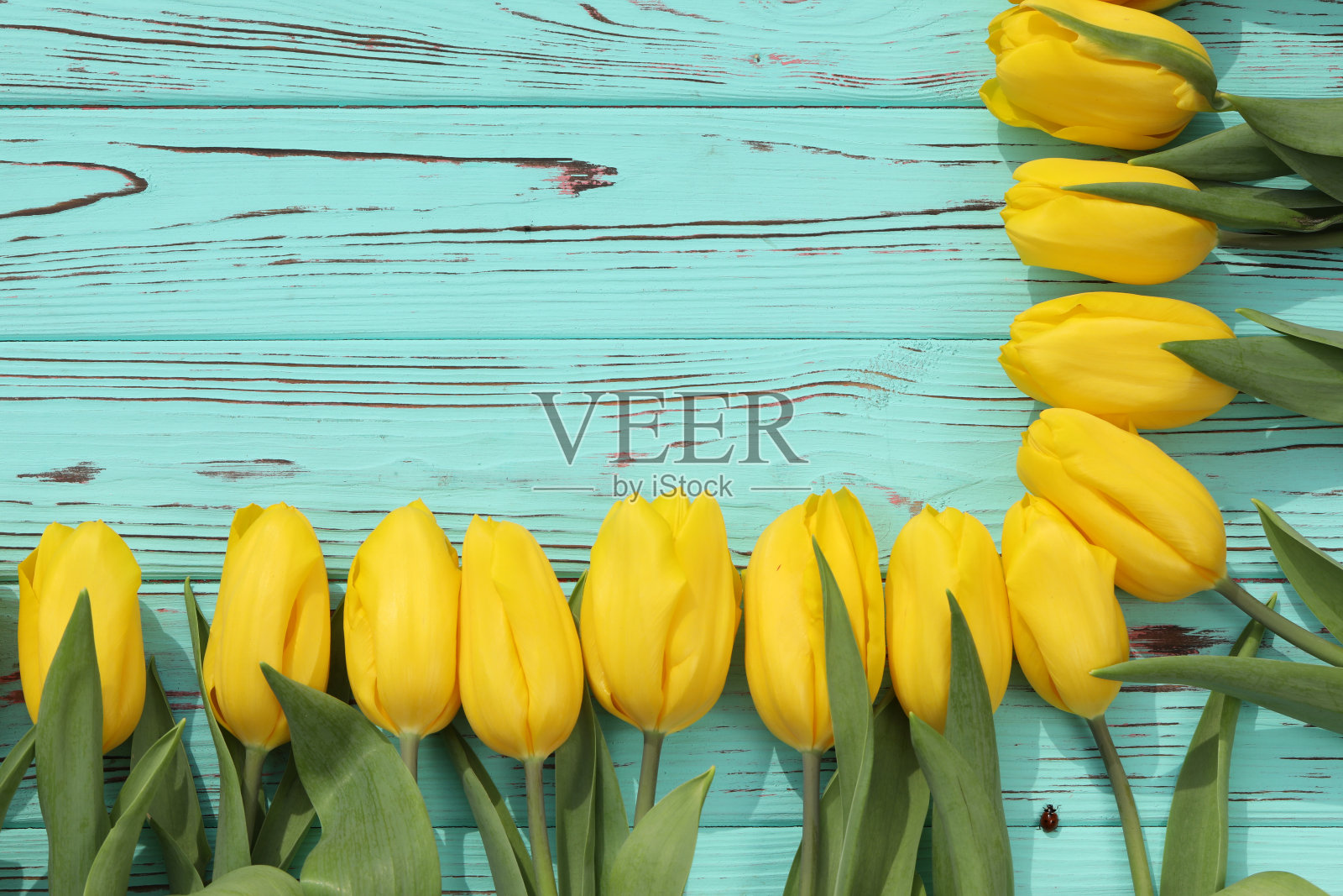 黄色郁金香的图案照片摄影图片