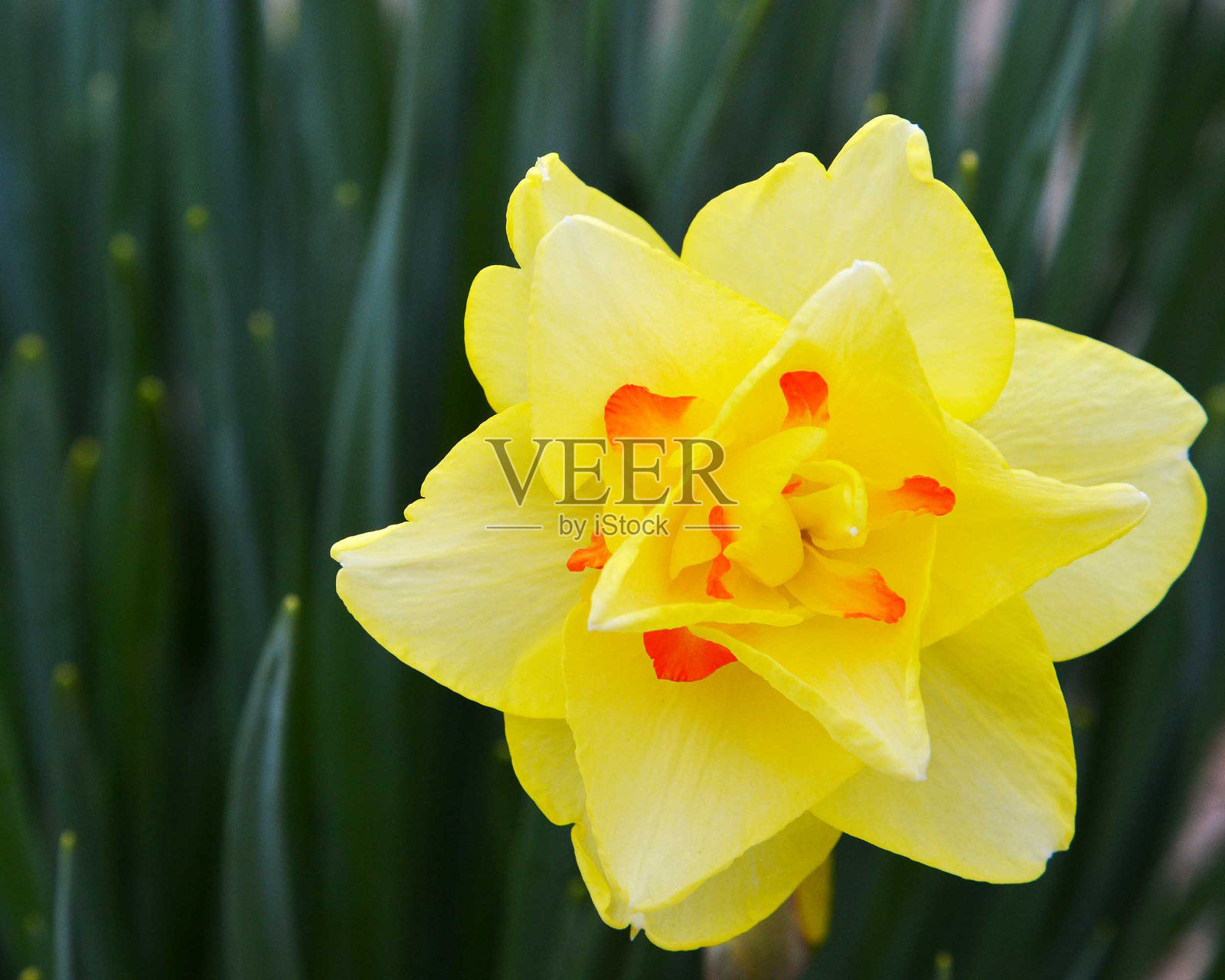 夏天的颜色是照片摄影图片