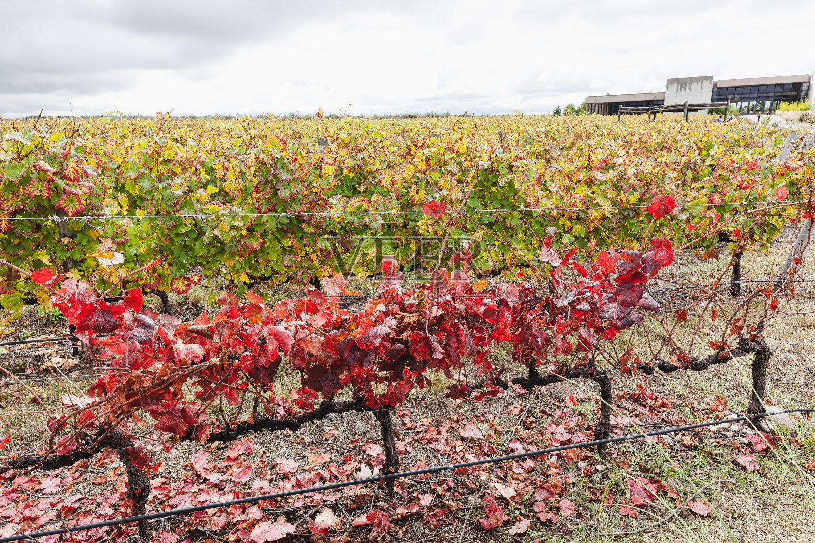 世界各地的葡萄酒和葡萄园-阿根廷照片摄影图片