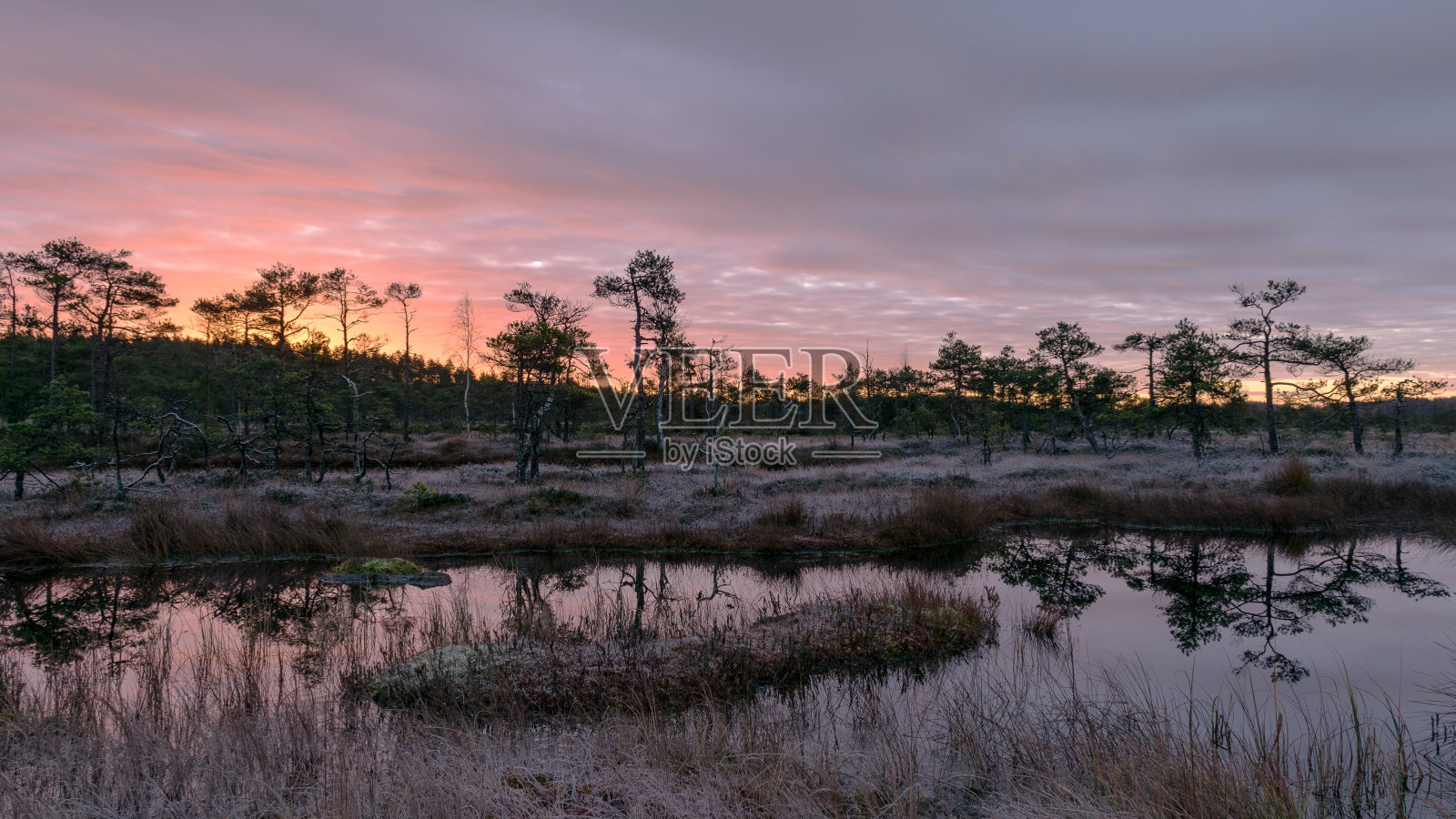 五彩缤纷的日出在沼泽，黑色的沼泽树的剪影，华丽的天空映在黑暗的沼泽湖，寒冷的秋天早晨，第一霜在沼泽草和苔藓照片摄影图片