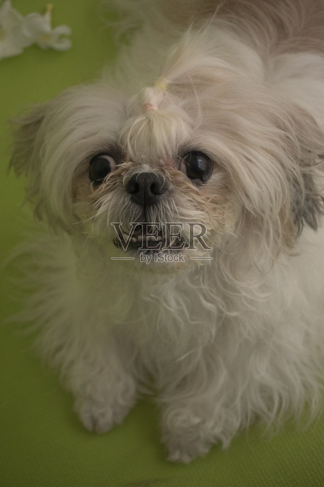 小狗照片摄影图片