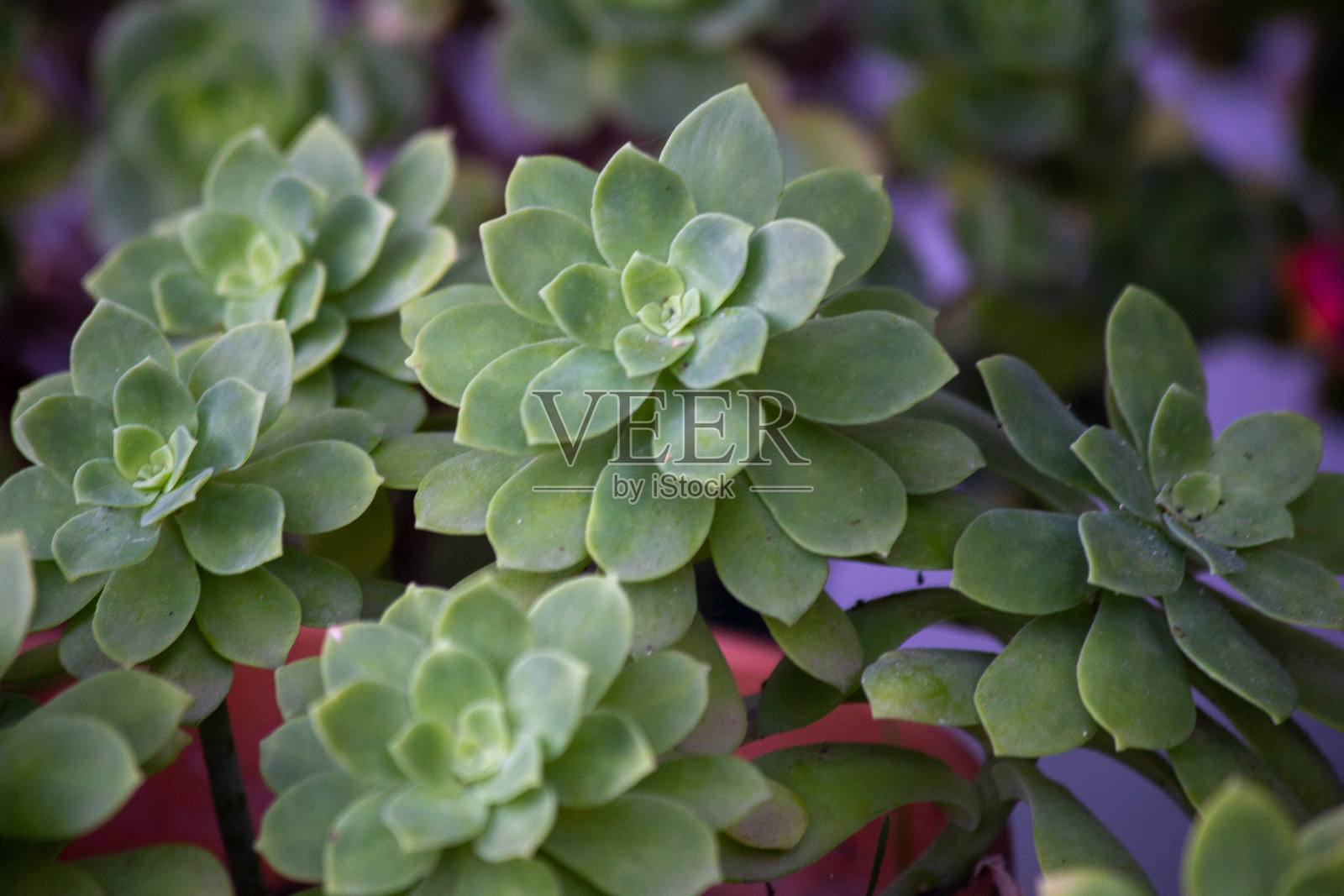 多汁的植物照片摄影图片