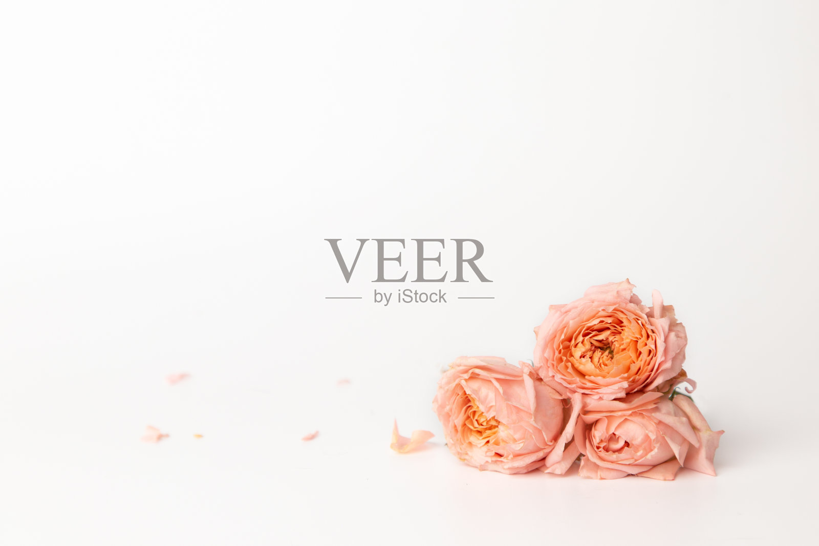 花的成分。白色背景上的粉色花朵和玫瑰花瓣。平铺，复制空间。浪漫的概念照片摄影图片