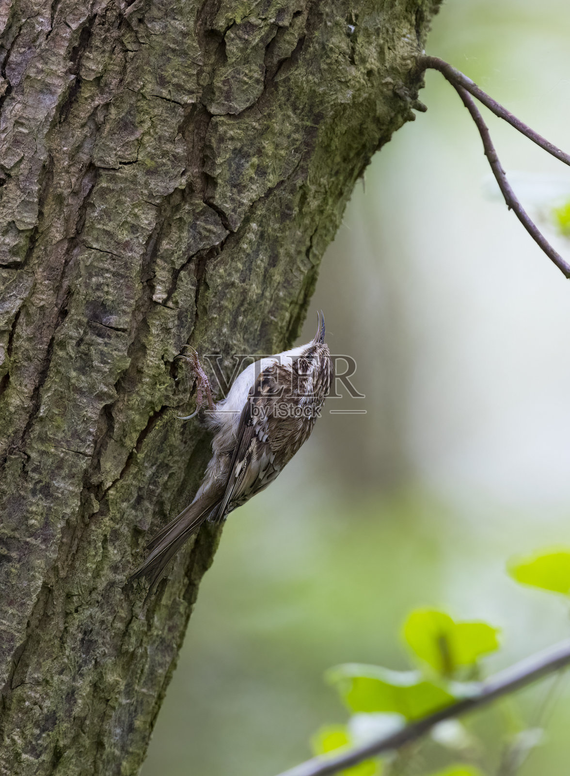 爬树(certhia familiaris)以典型的姿势爬上一棵树照片摄影图片