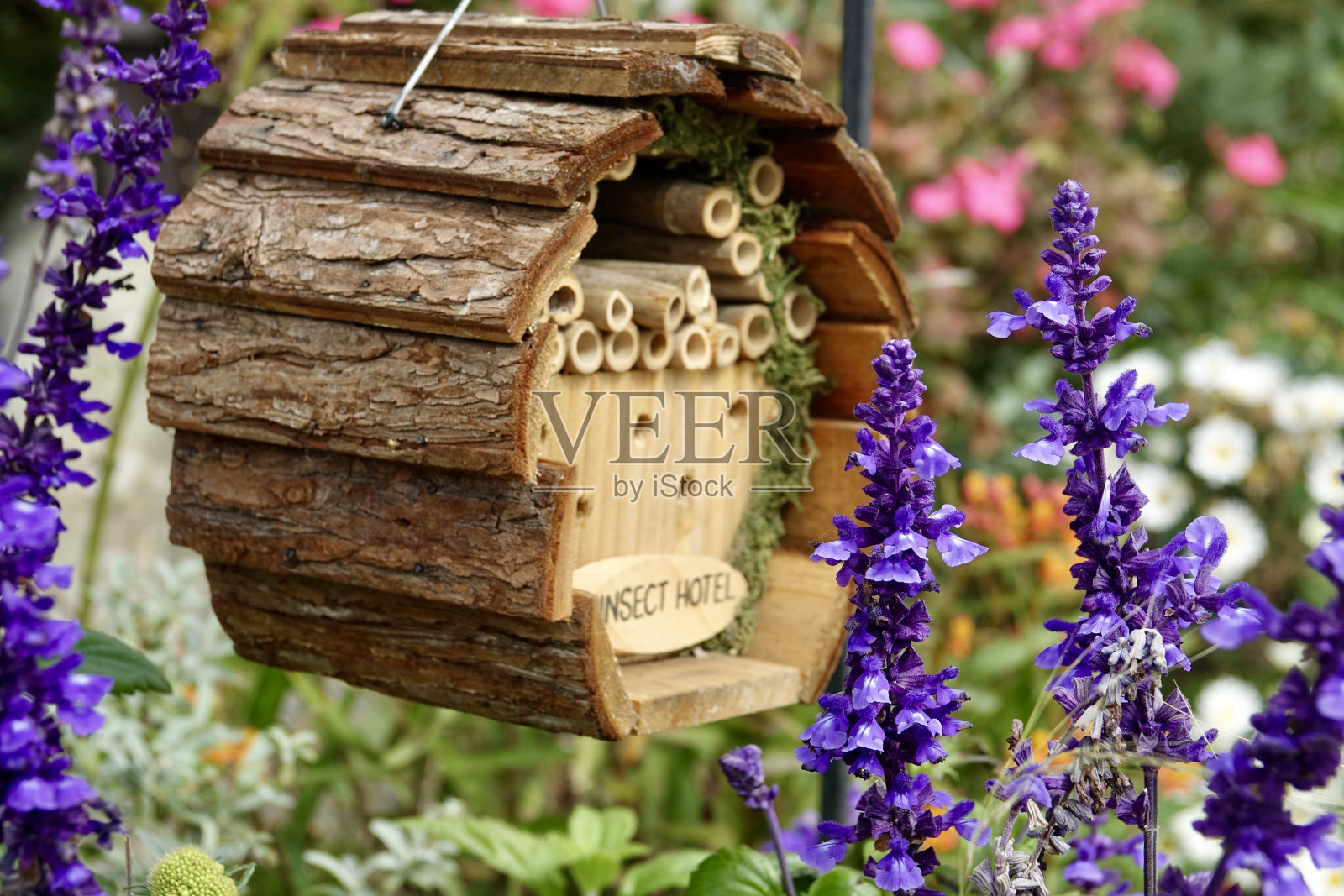 古怪的昆虫酒店照片摄影图片