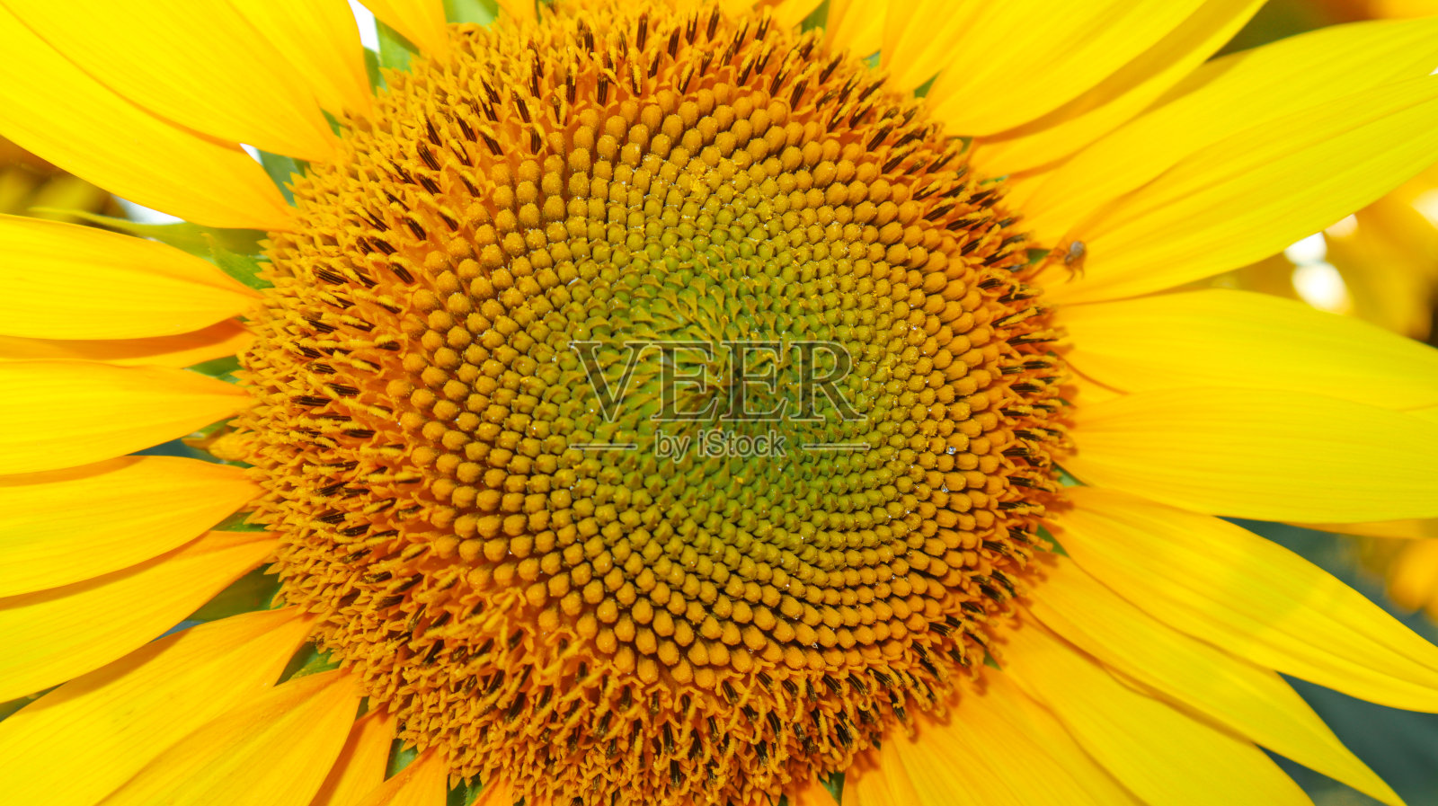 向日葵的微距镜头。照片摄影图片