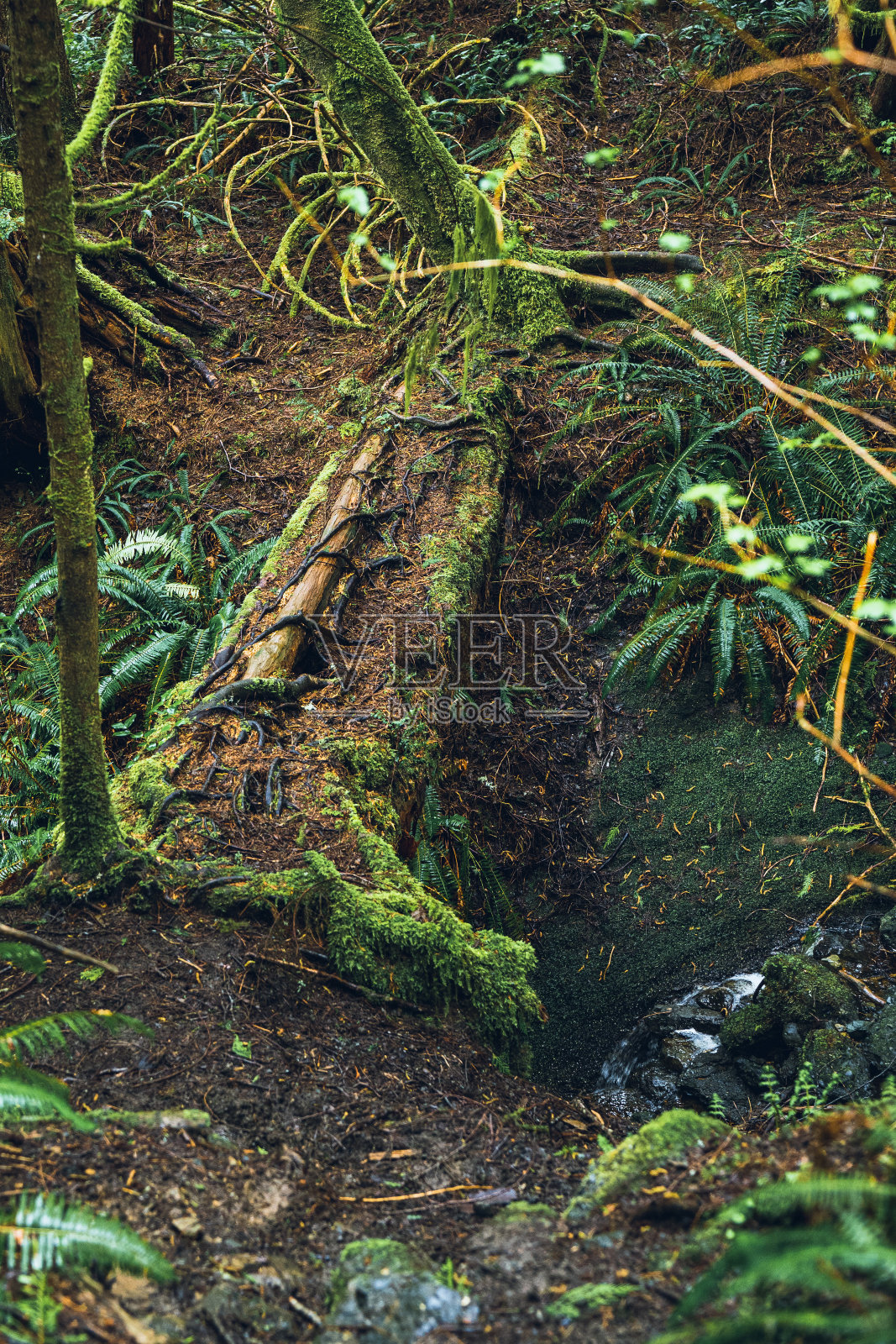 森林照片摄影图片