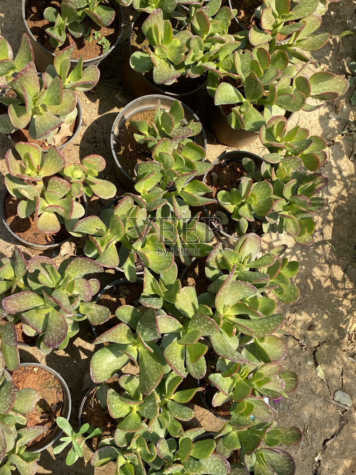 金钱树(Crassula arborescens)，银玉植物，银元植物，烽火台(beestebul)，中国玉，金钱树，或钱树，是景天科的一种肉质植物。照片摄影图片