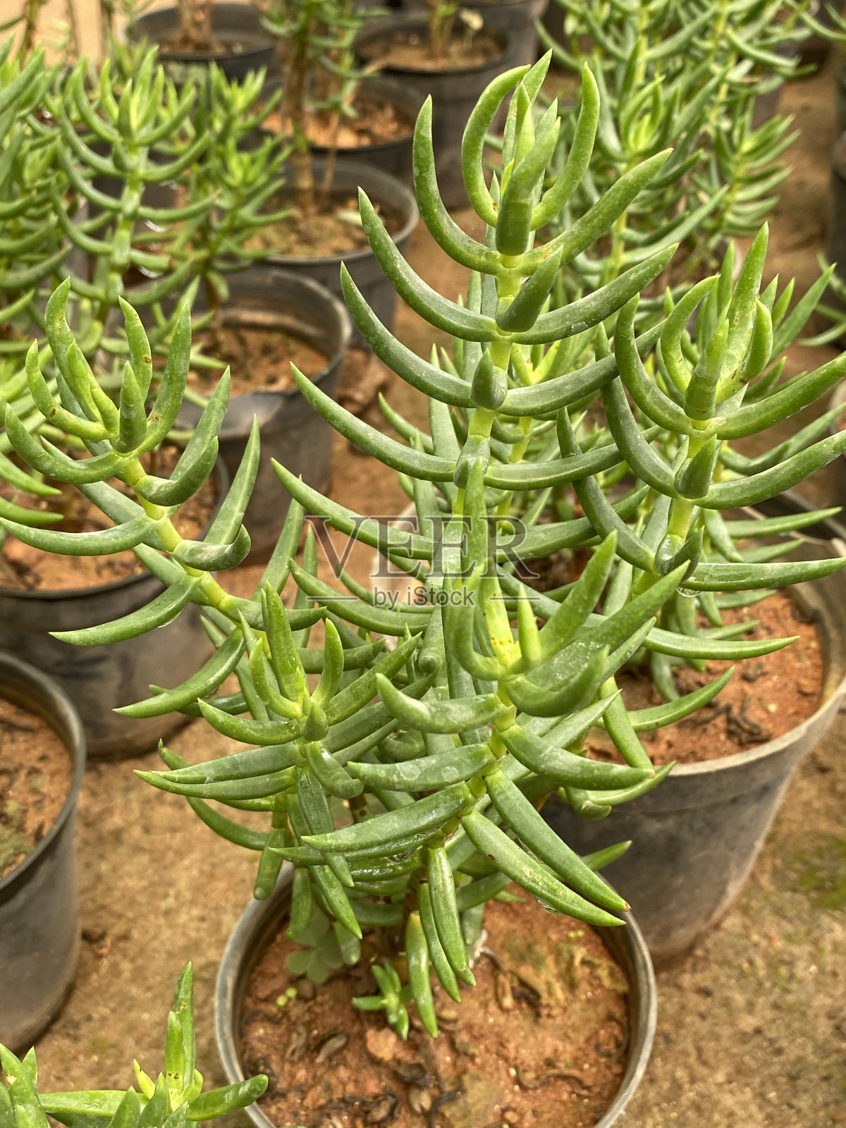 角嵩(微型松树)小型肉质植物照片摄影图片