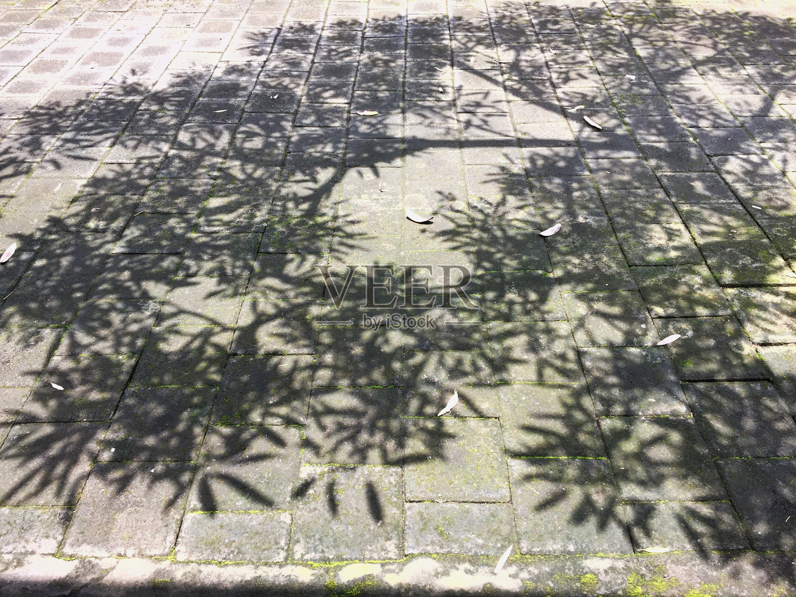 树的影子照片摄影图片