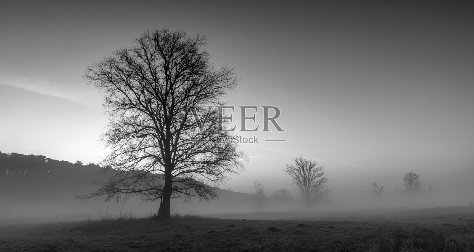 树在柔和的雾的背景下。黑白摄影。照片摄影图片