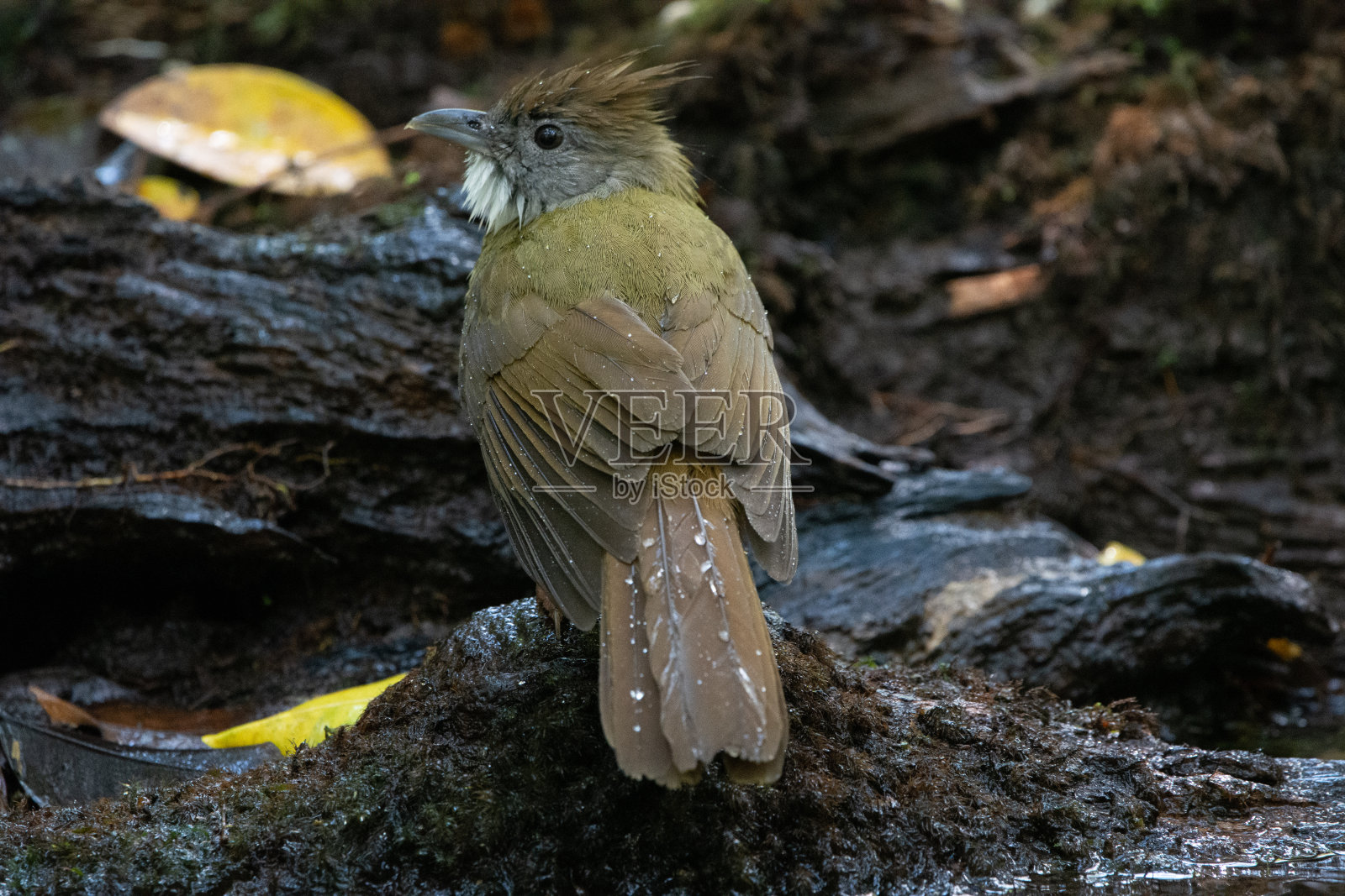 puff-throated夜莺照片摄影图片