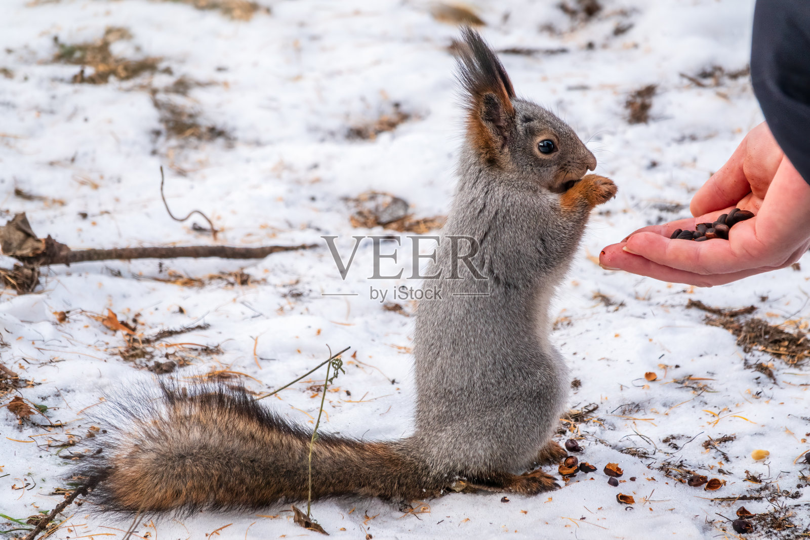 松鼠从男人手里吃坚果。在冬天或秋天照顾动物。照片摄影图片
