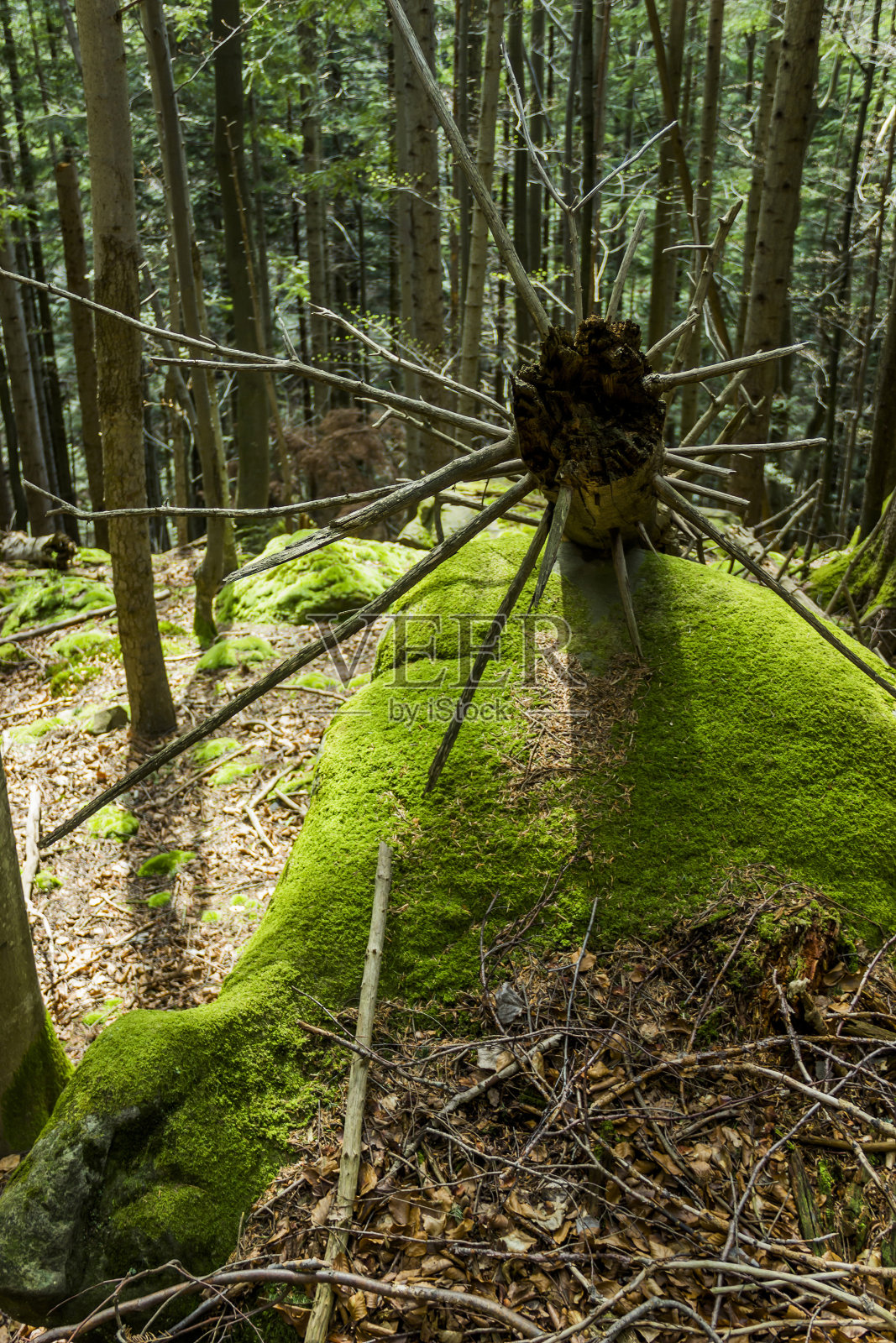 乌克兰Skole Beskids国家自然公园，森林里倒下的树照片摄影图片