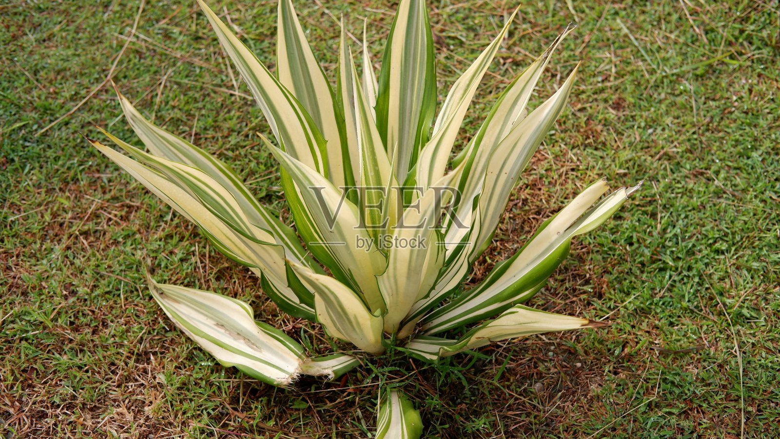 佛莱叶被称为巨型卡布亚，绿芦荟或毛里求斯麻照片摄影图片