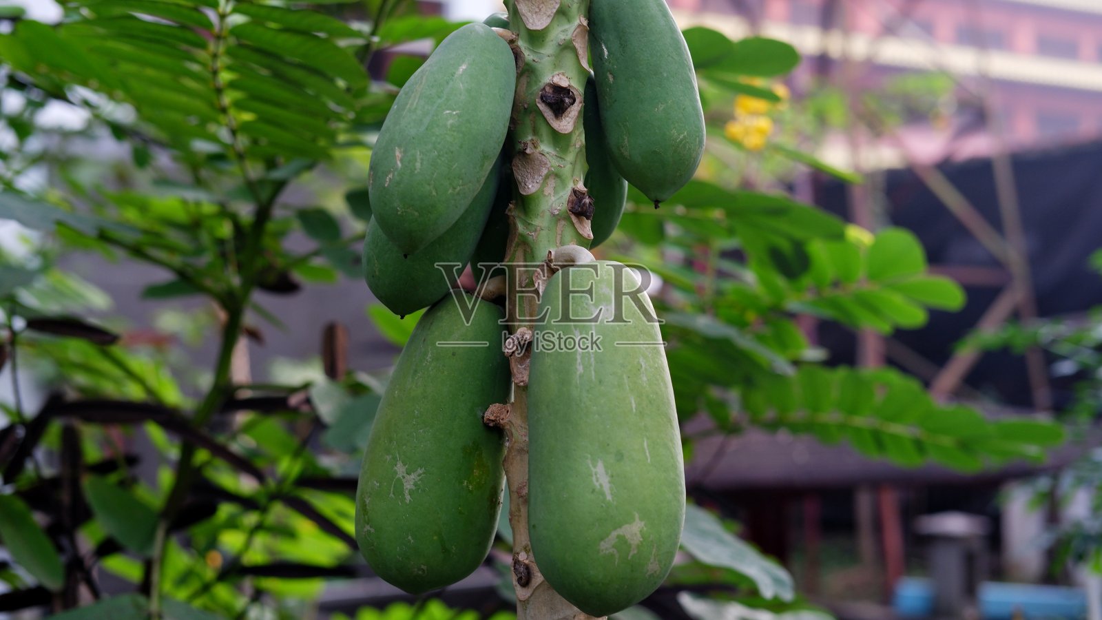 青木瓜(番木瓜)果实在树上照片摄影图片