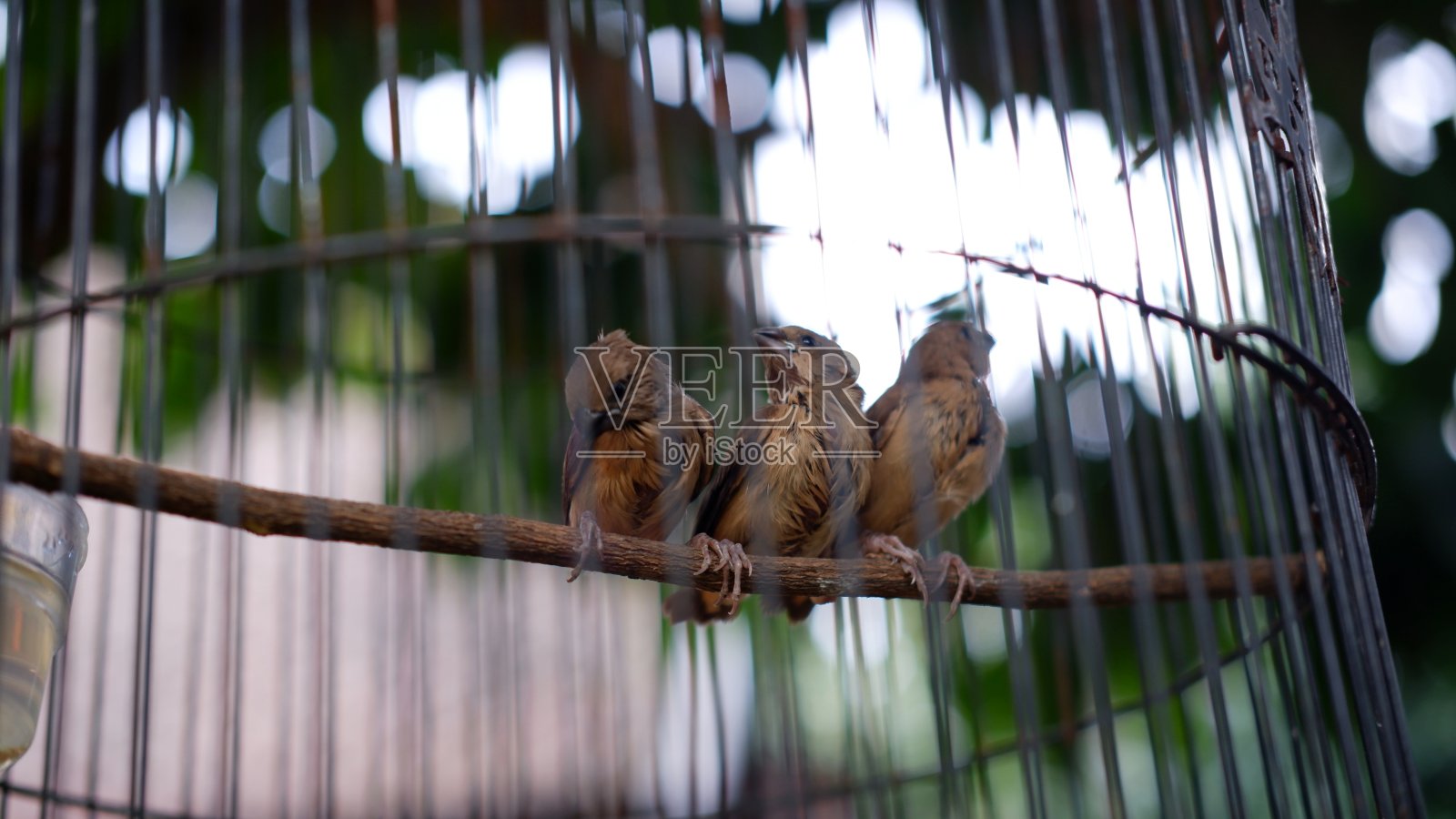 被称为社会雀和铁笼子里的孟加拉雀照片摄影图片