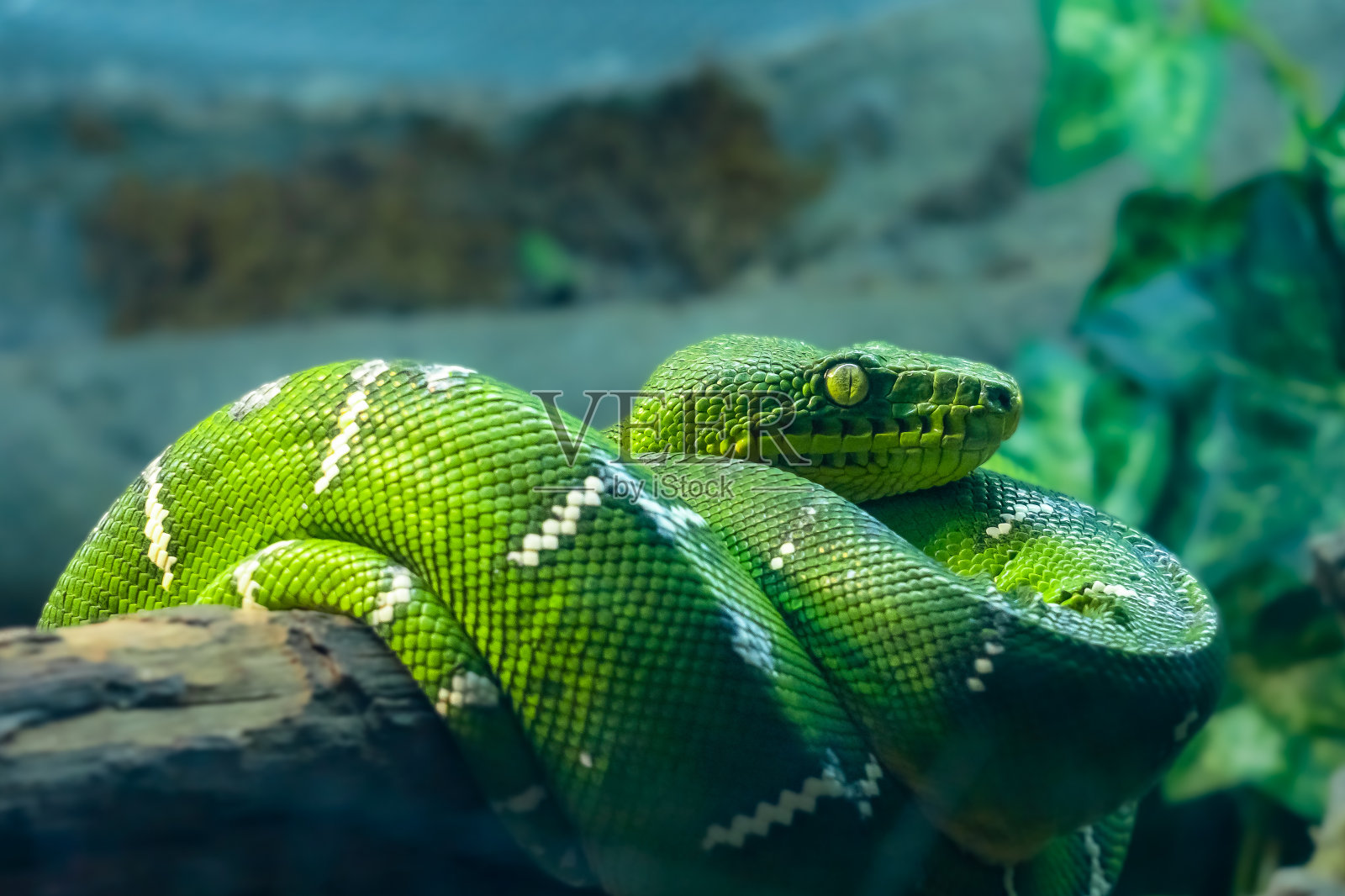 一条绿色的蛇，有着美丽的眼睛，舒服地蜷缩在树枝上。特写侧视图。照片摄影图片