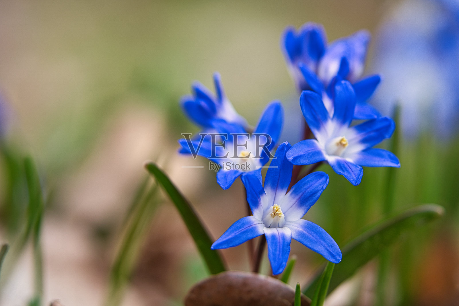 普通的风信子开花早，预示着春天的到来。在复活节开花。照片摄影图片