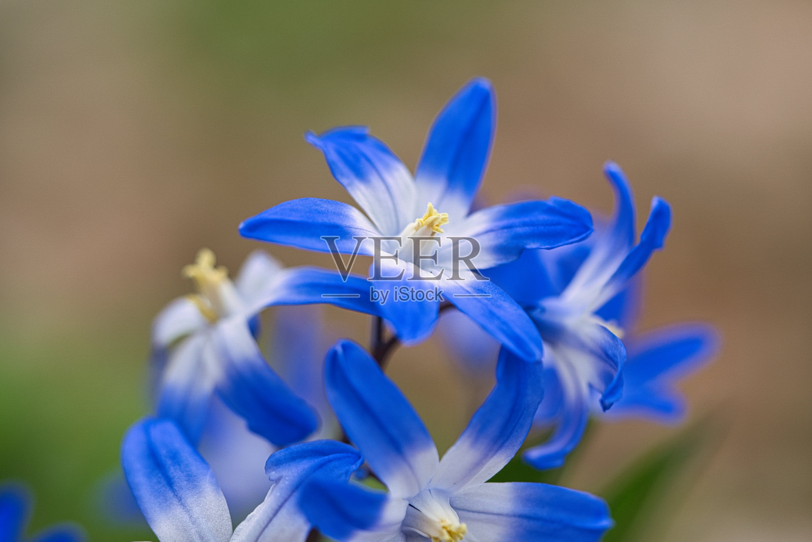 普通的风信子开花早，预示着春天的到来。在复活节开花。照片摄影图片