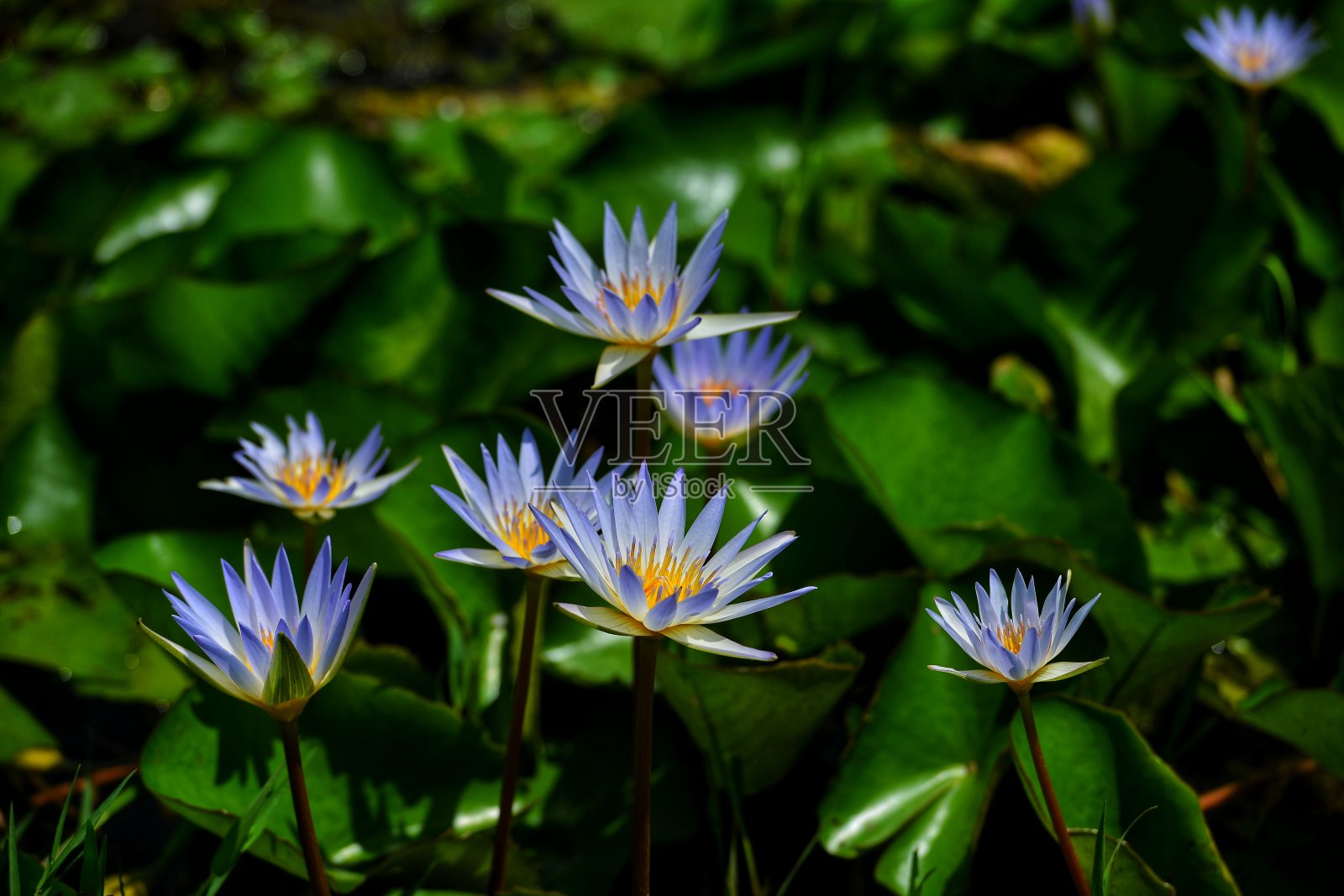 对象和性质照片摄影图片