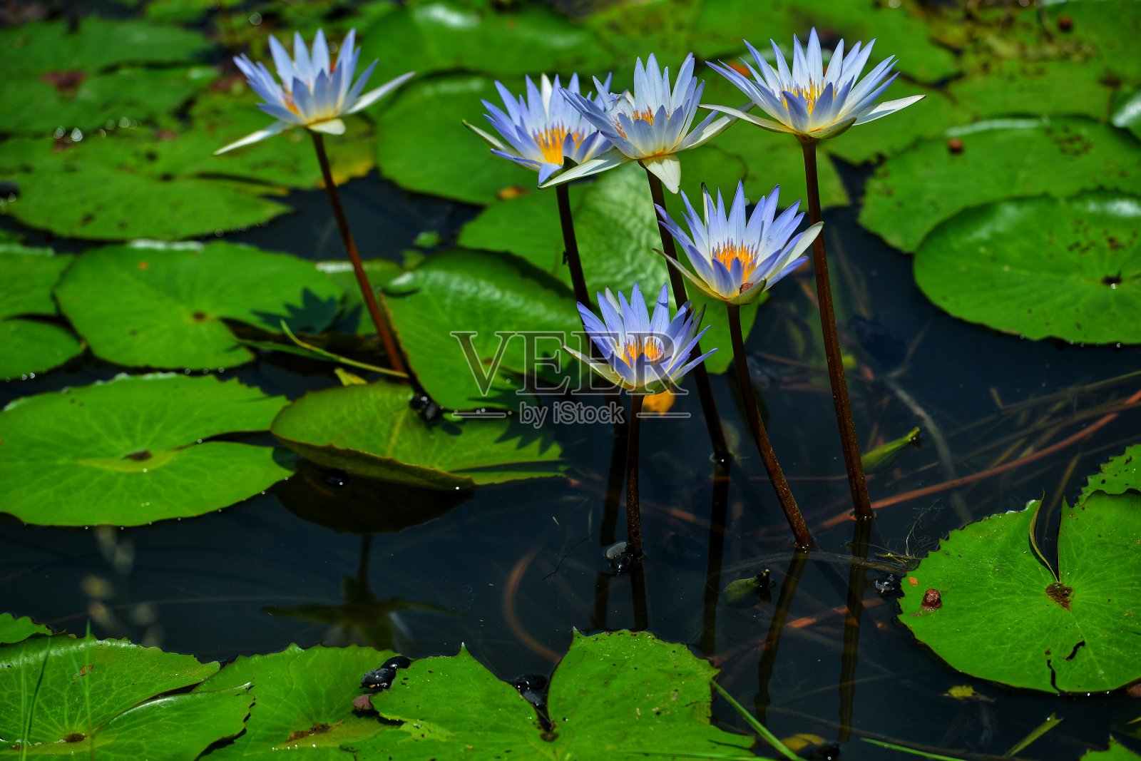 对象和性质照片摄影图片