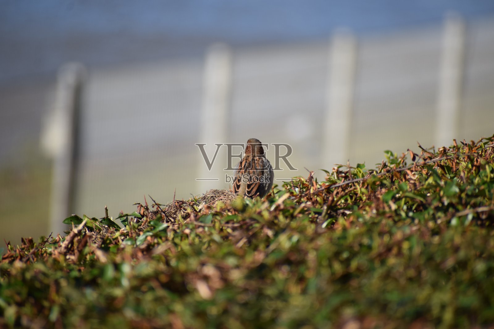 冬天绿色灌木上的麻雀照片摄影图片