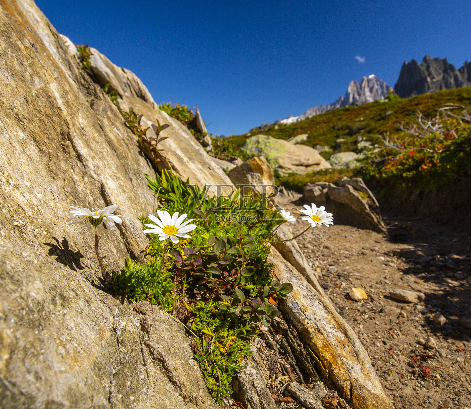 法国阿尔卑斯山的夏季风景，落叶松树和被雪覆盖的尖峰照片摄影图片