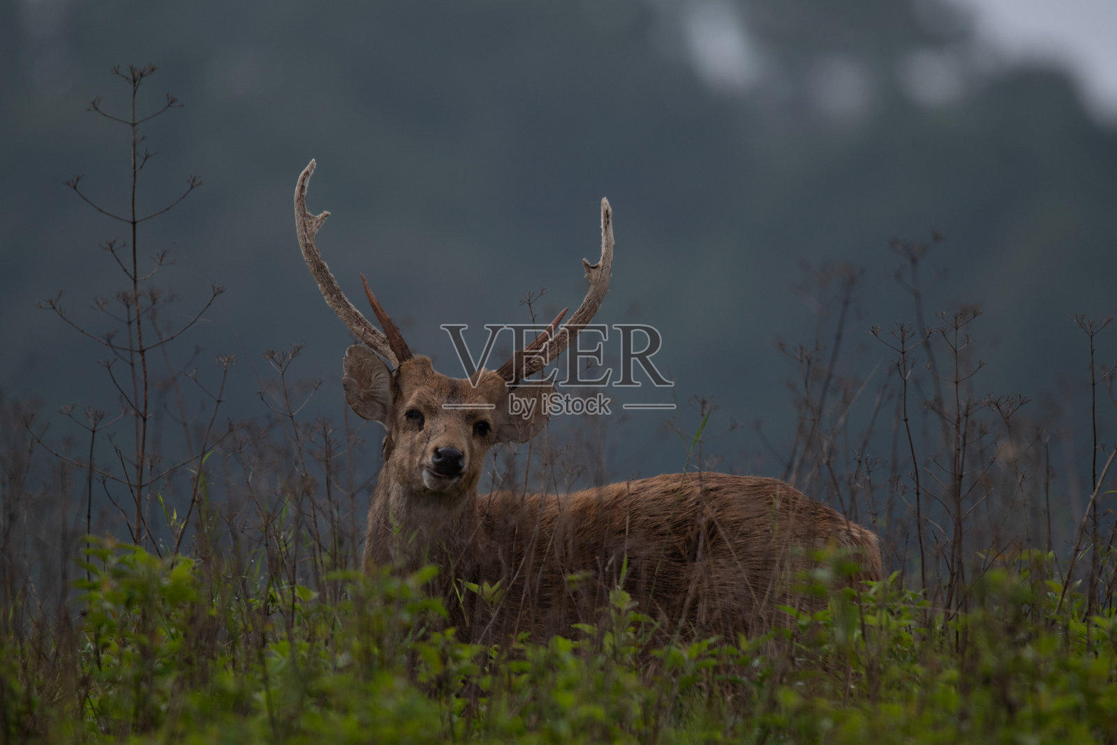 草地上的鹿照片摄影图片