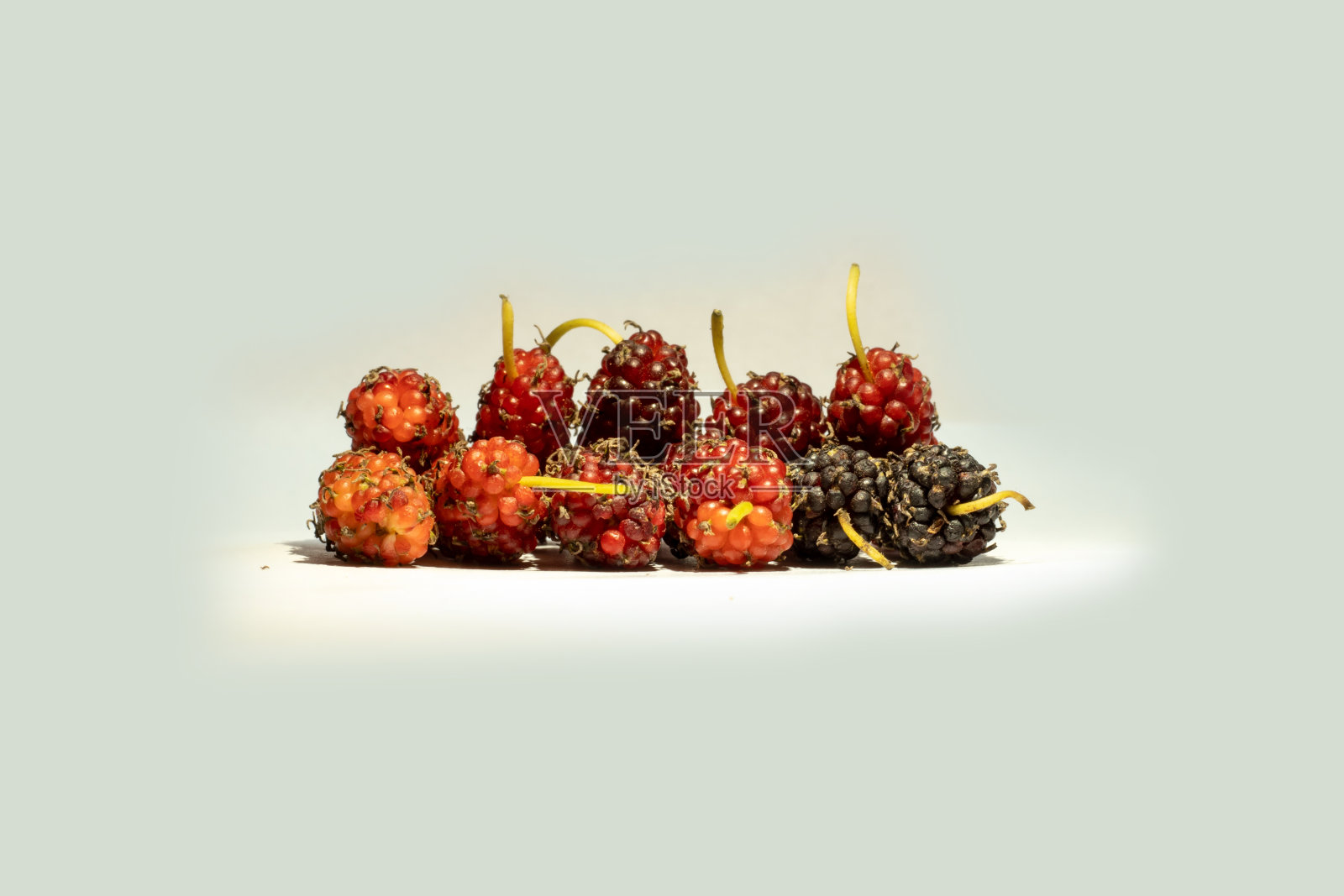 白色到红色的果实，桑树或桑树，白色背景照片摄影图片