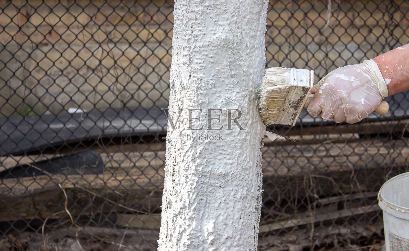春天的花园里，一个女孩正在粉刷树干。粉刷春天的树木，防止虫害。照片摄影图片