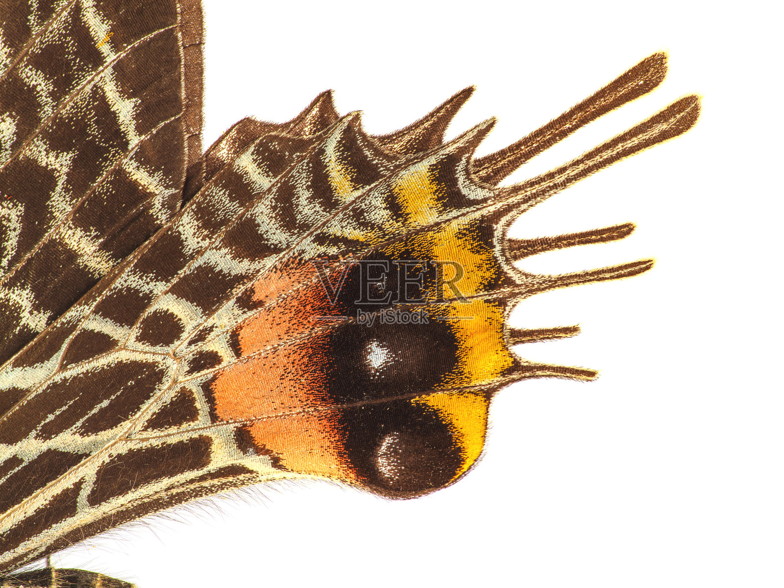 不丹泰国的荣耀蝴蝶照片摄影图片