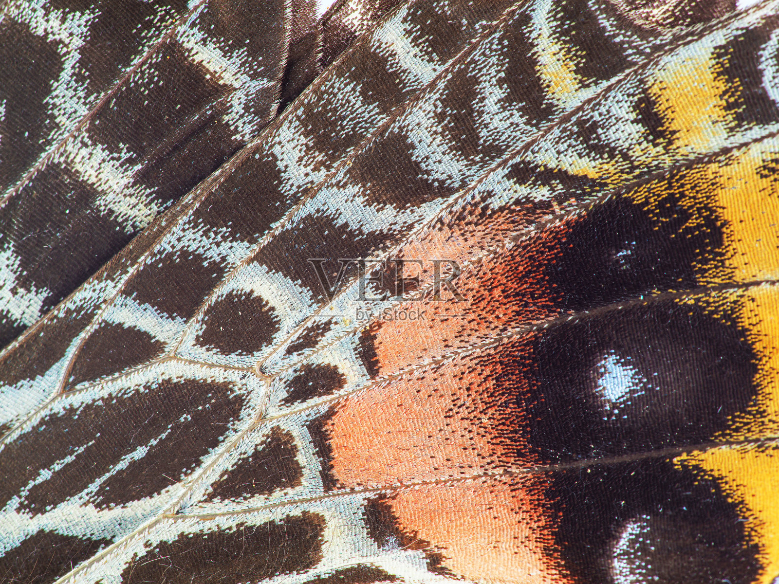 不丹泰国的荣耀蝴蝶照片摄影图片