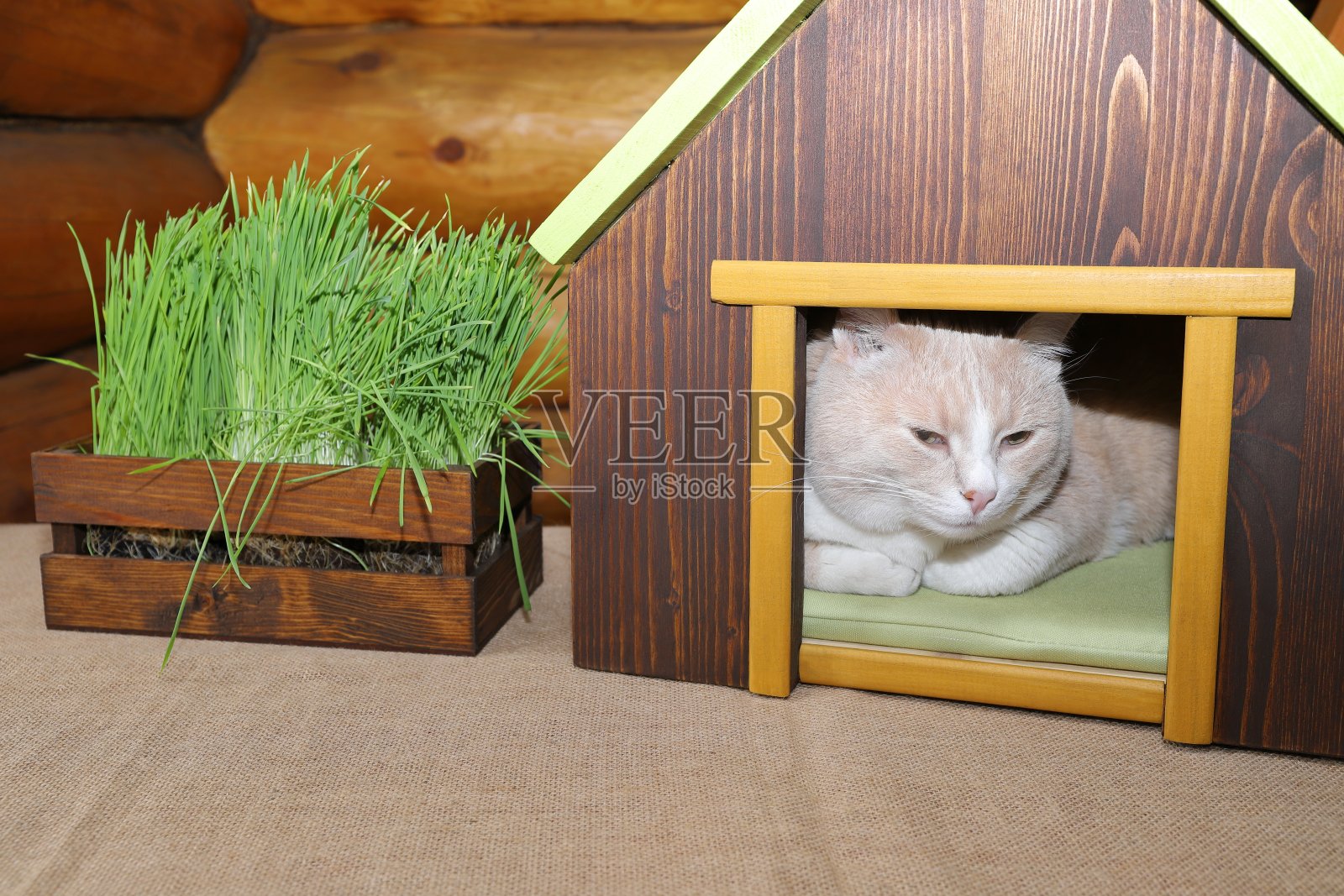 猫在木制宠物房子/照片摄影图片