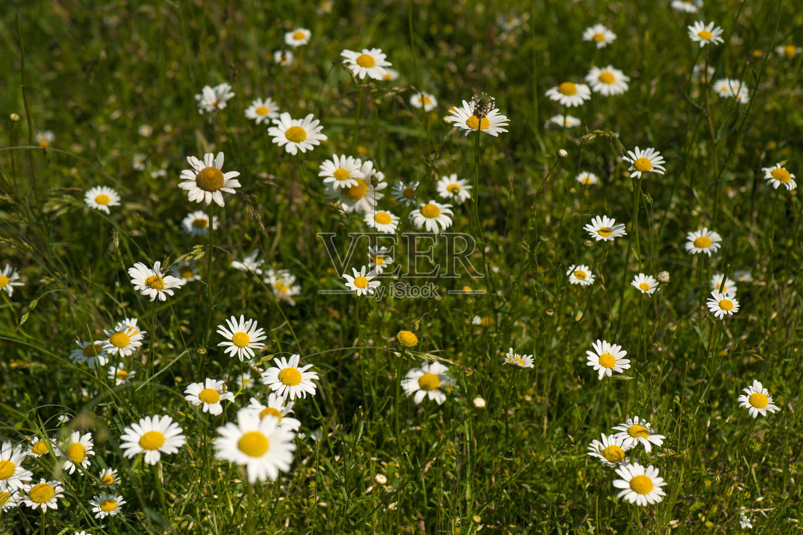夏天草地上的雏菊。许多雏菊在阳光明媚的天气。药房甘菊特写。照片摄影图片