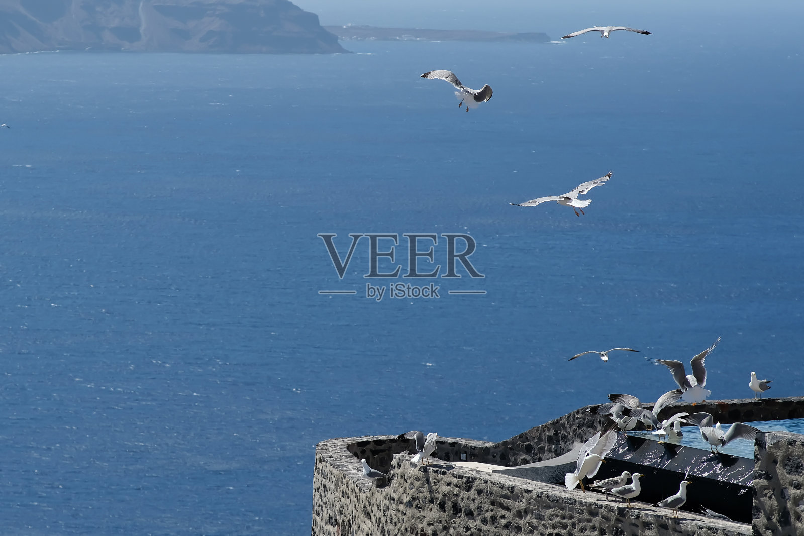 希腊的海鸥照片摄影图片