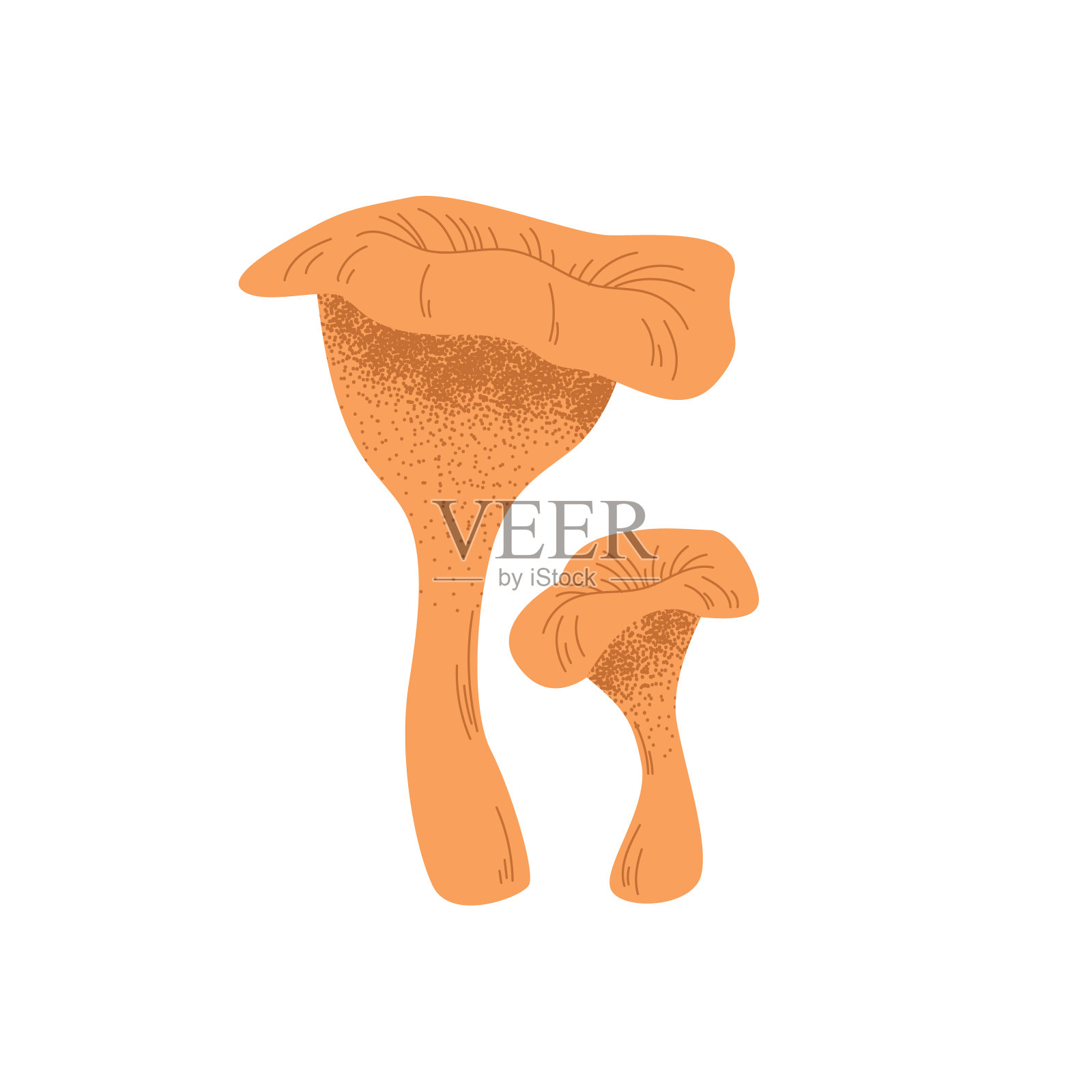 鸡油菌菇的矢量插图。手绘在白色孤立的背景上。逼真的可食用森林蘑菇。平面卡通风格。插画图片素材