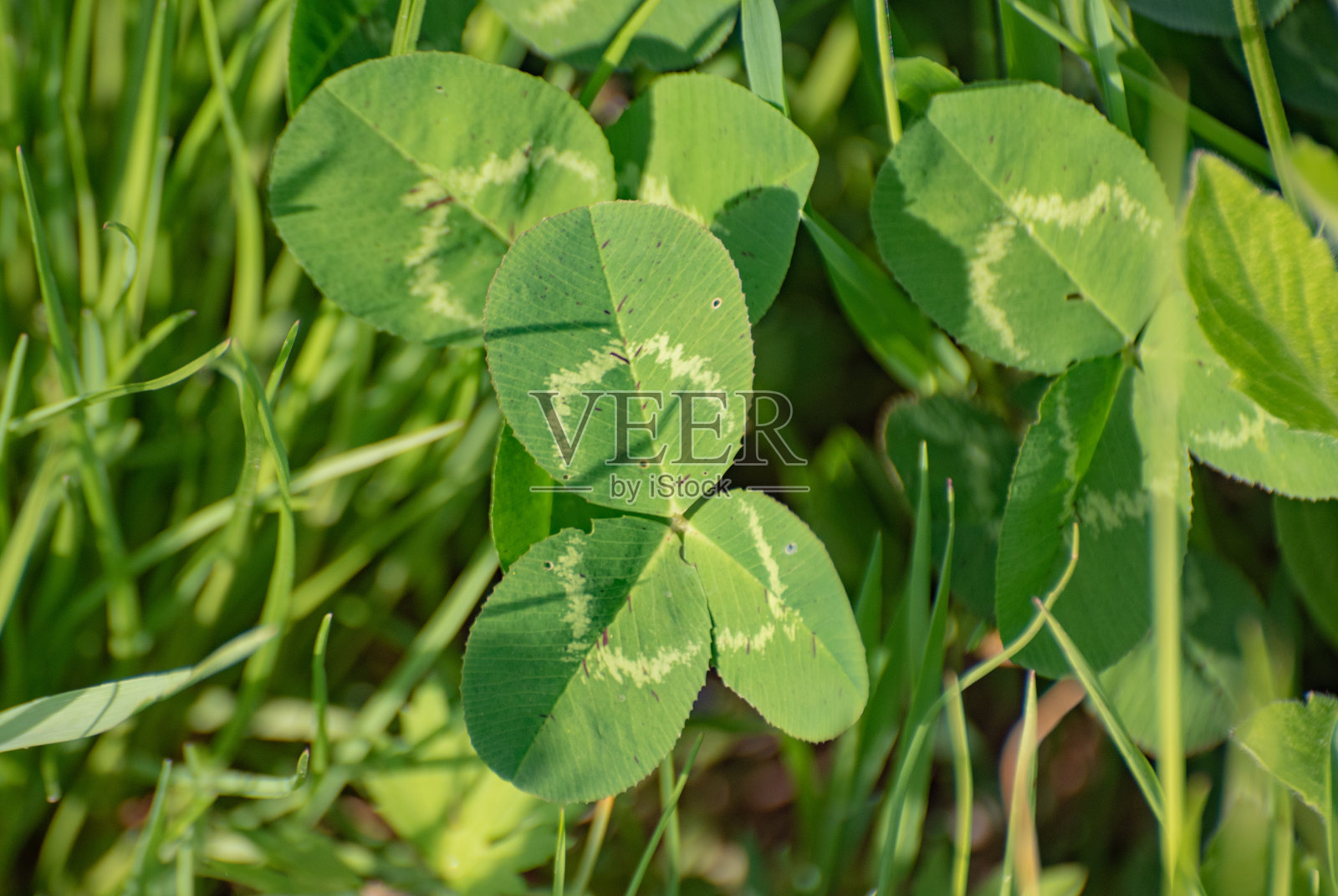多汁的三叶草的特写照片摄影图片
