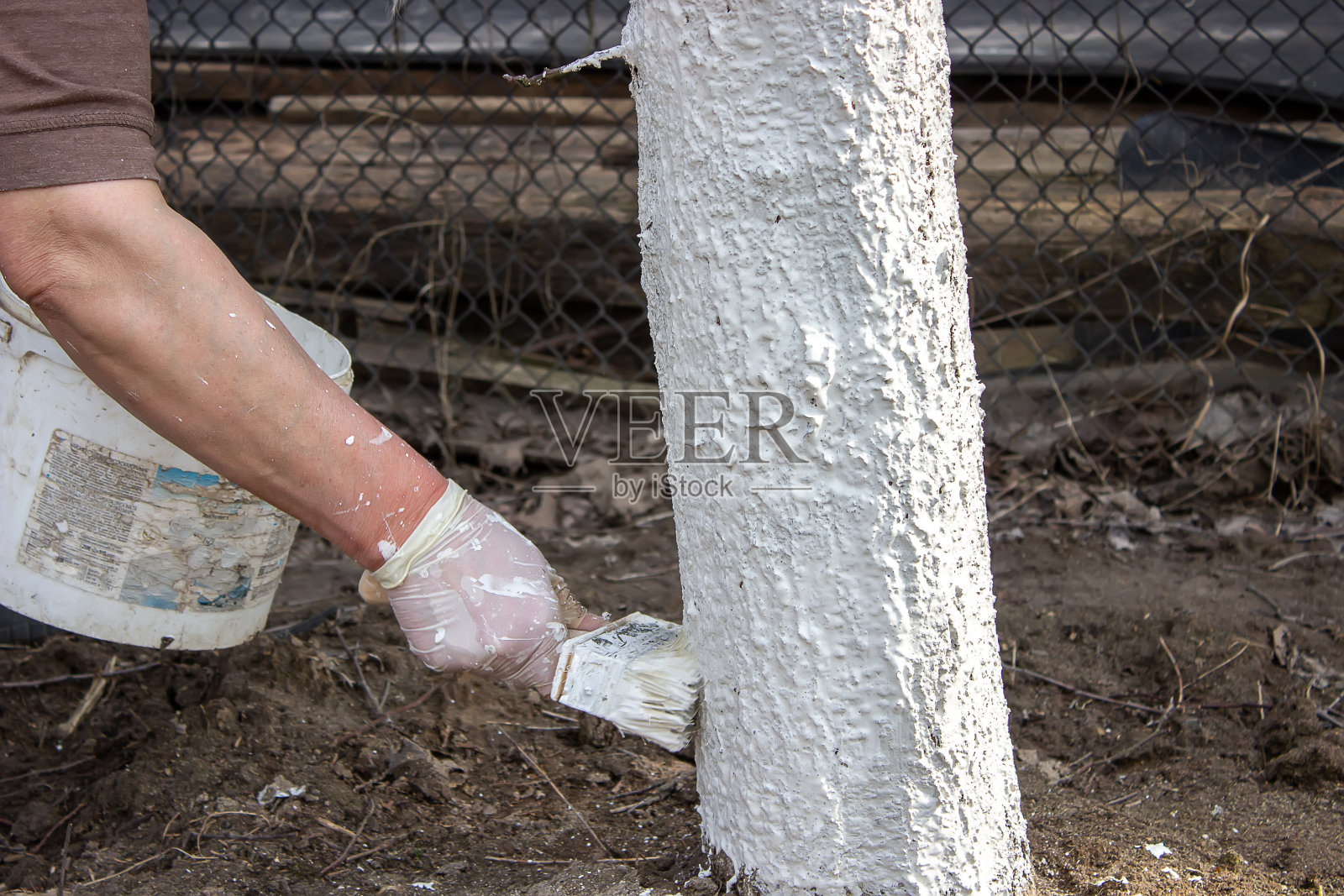 春天的花园里，一个女孩正在粉刷树干。粉刷春天的树木，防止虫害。照片摄影图片