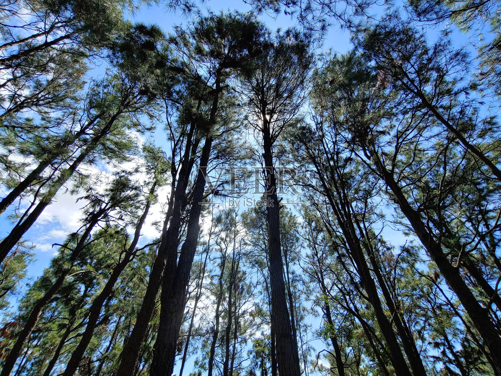 树照片摄影图片
