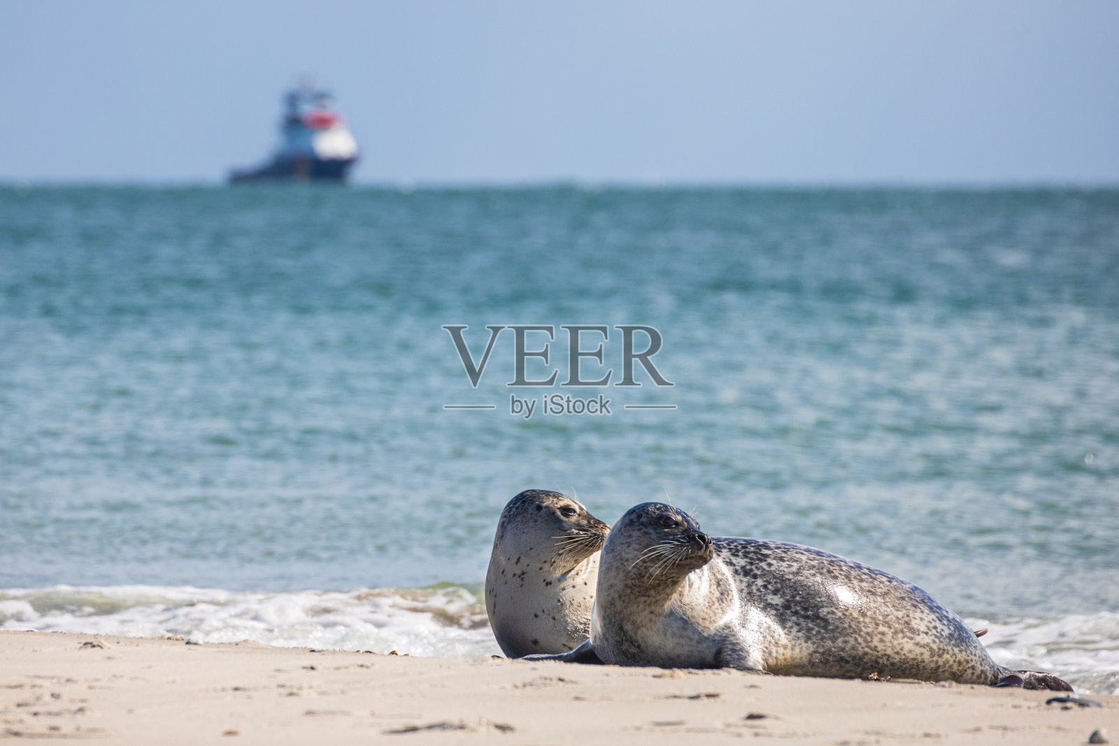 海豹黑尔戈兰岛照片摄影图片