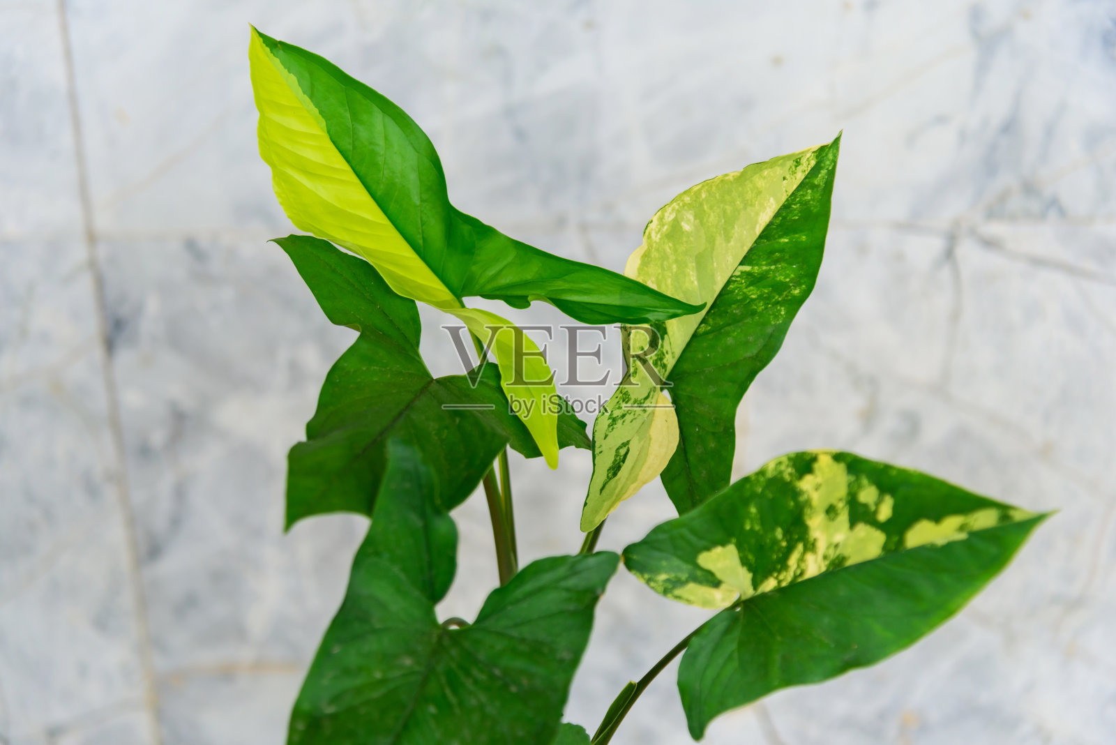 近距离观察混合在锅中的金合花照片摄影图片